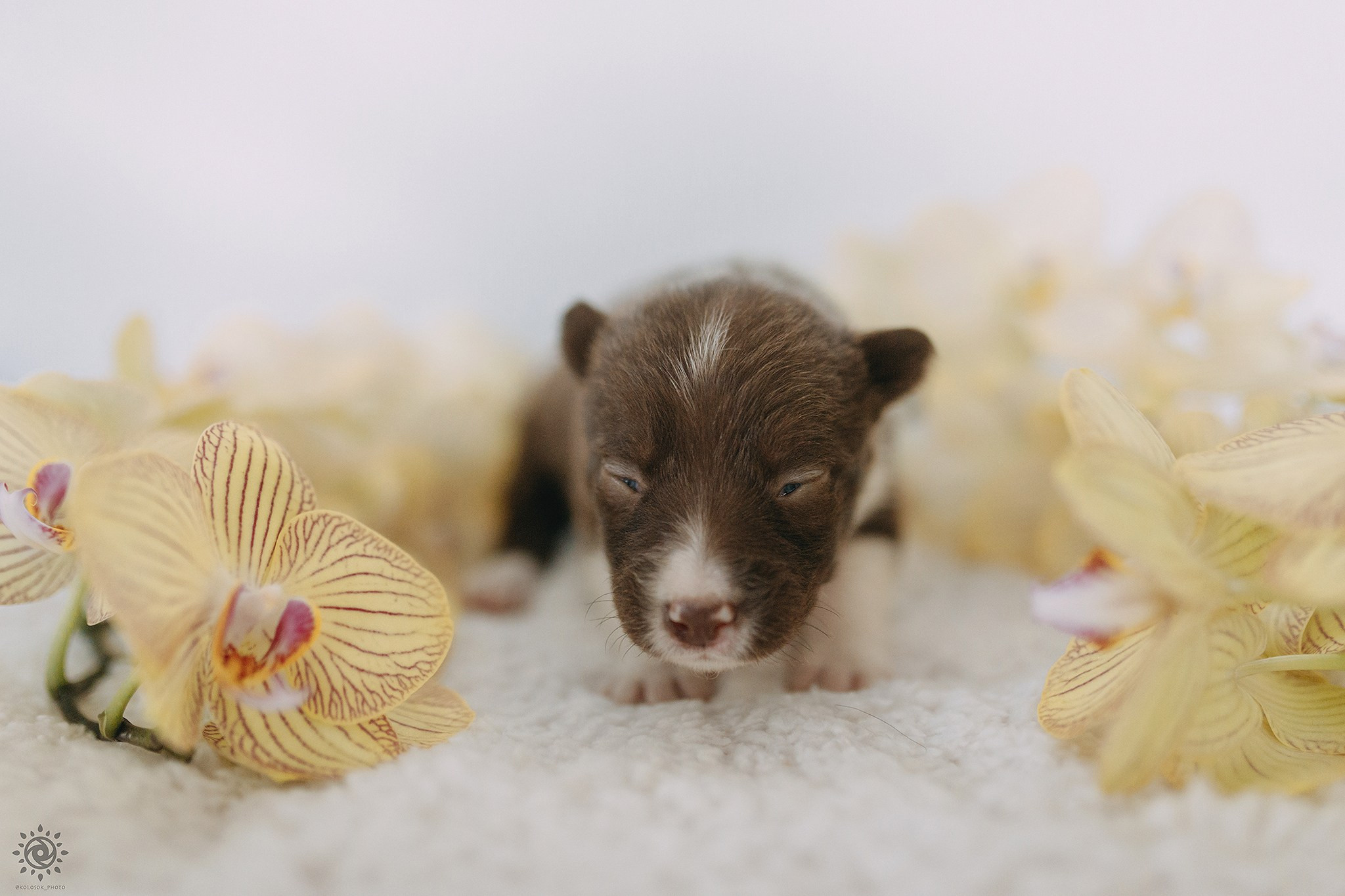 Бордер коллі. Фотограф-анімаліст Київ