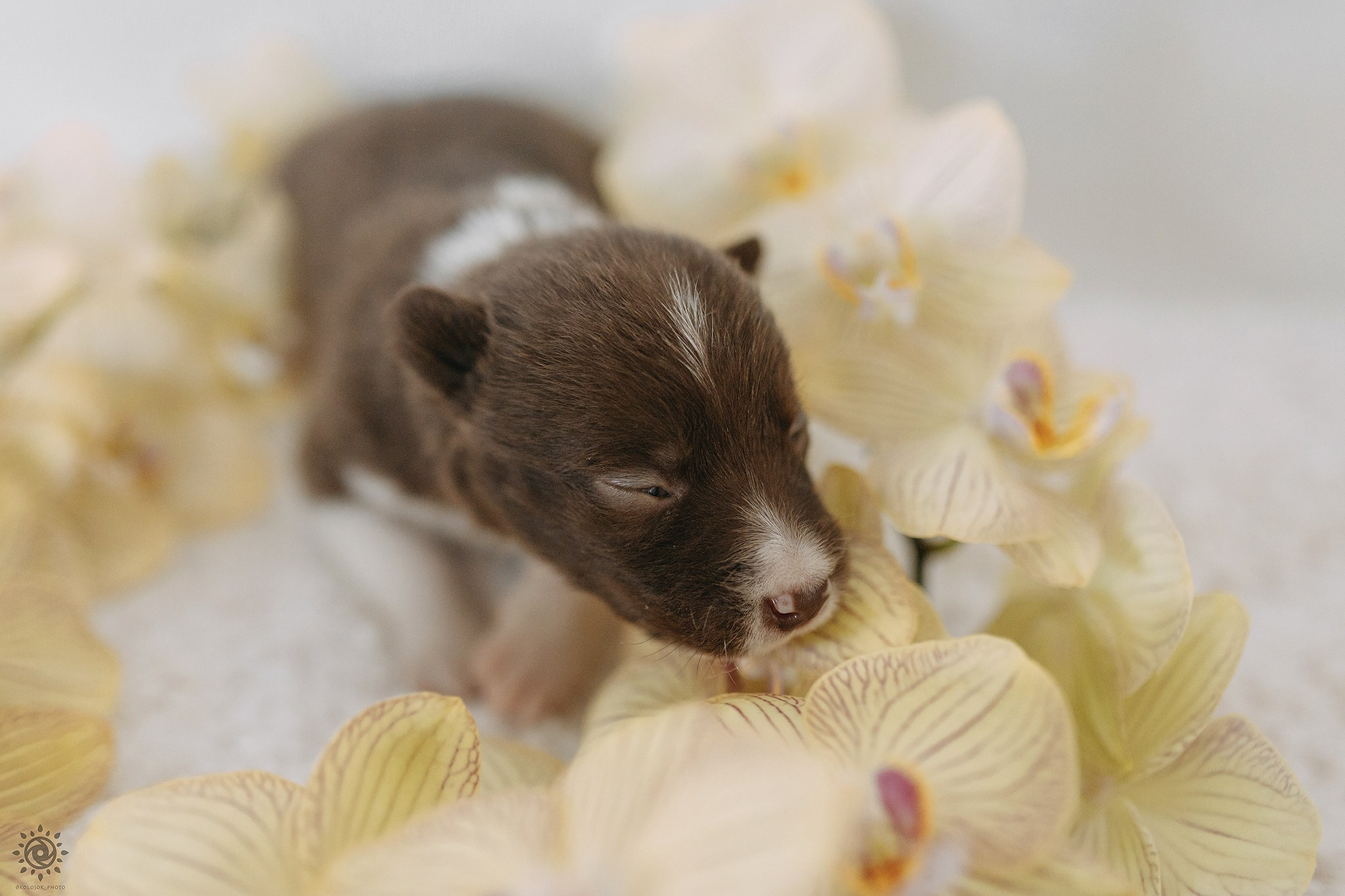 Бордер коллі. Фотограф-анімаліст Київ