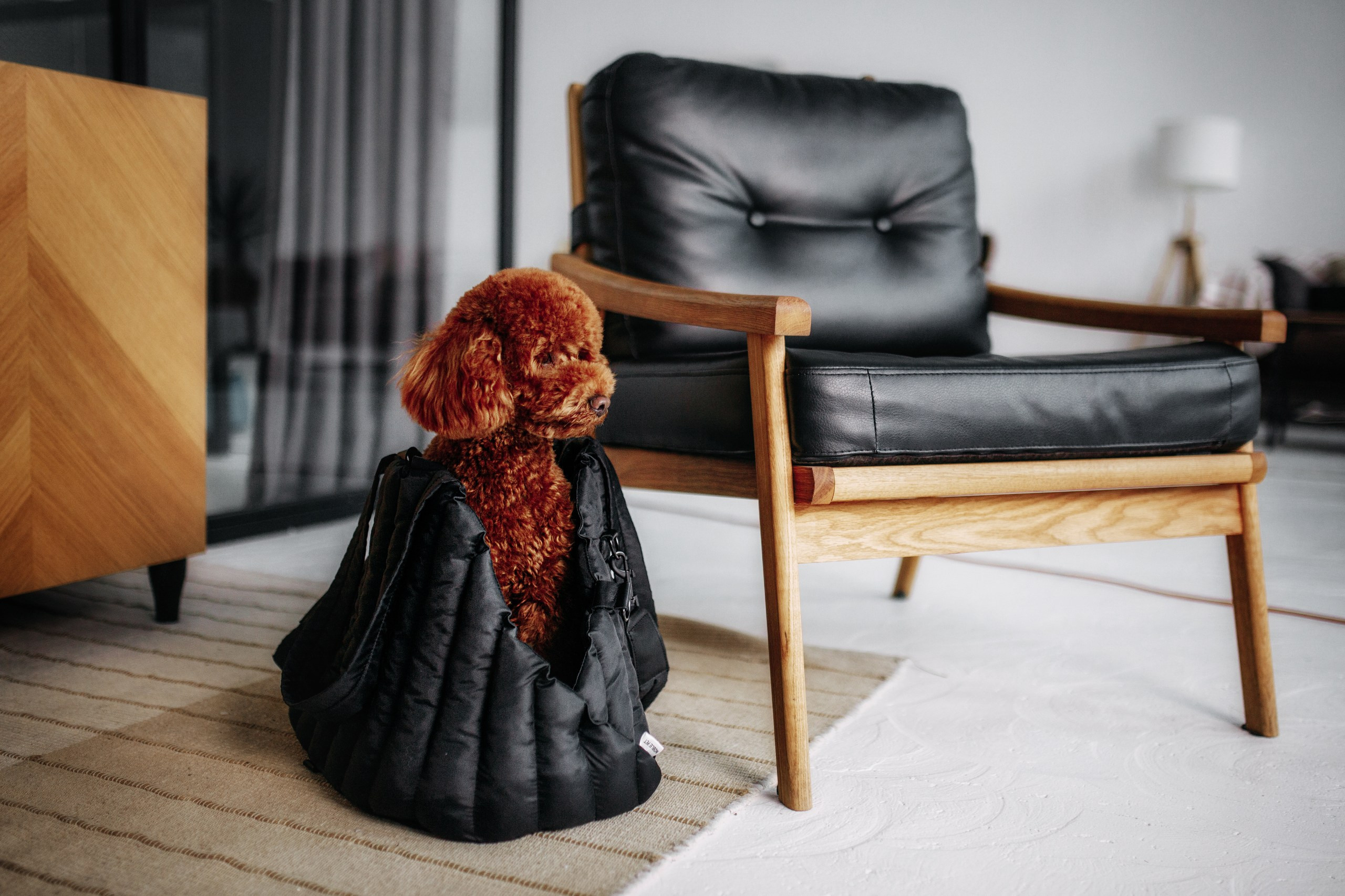 Noble Pet (зйомка лежанок). Фотограф-анімаліст Київ