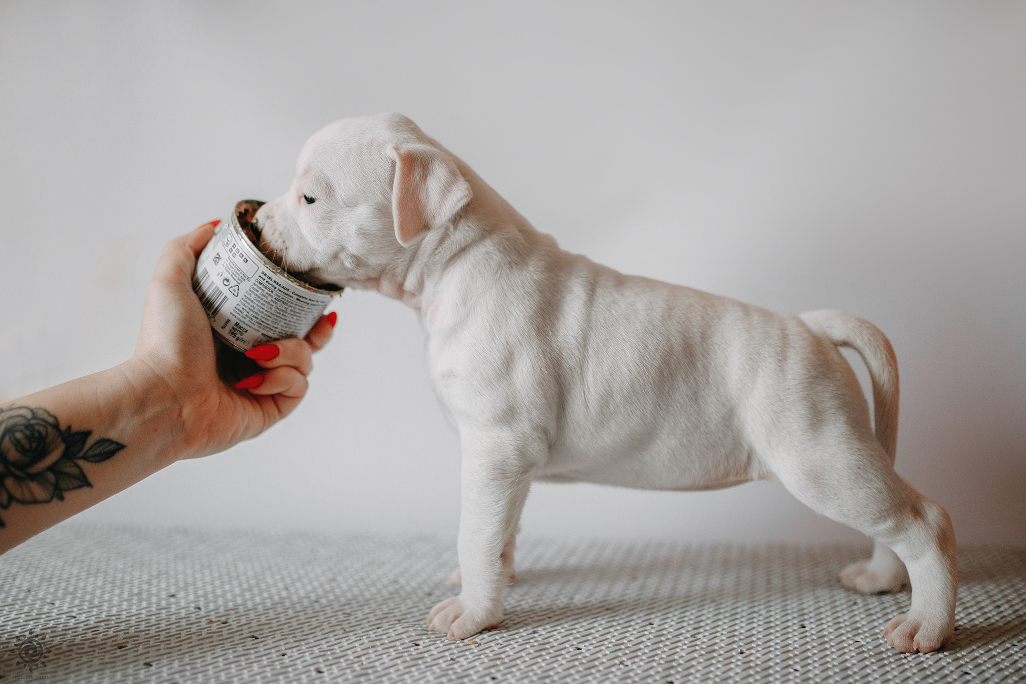АСТ. Фотограф-анімаліст Київ