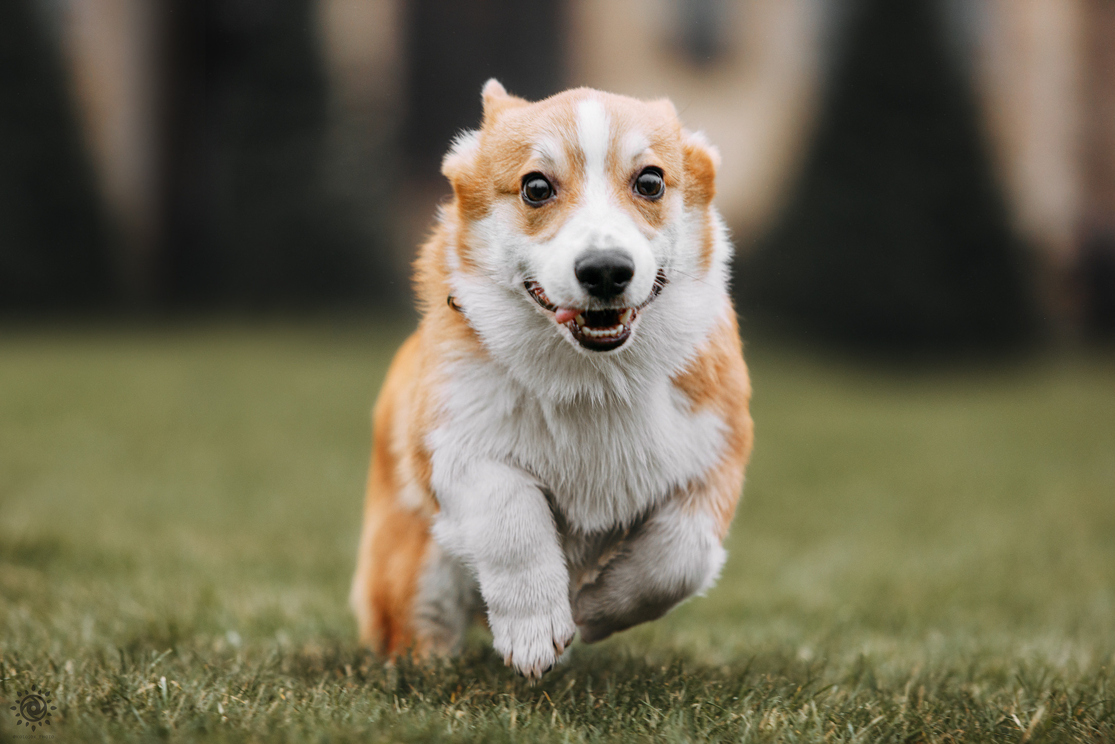 Родина Оскара. Фотограф-анімаліст Київ