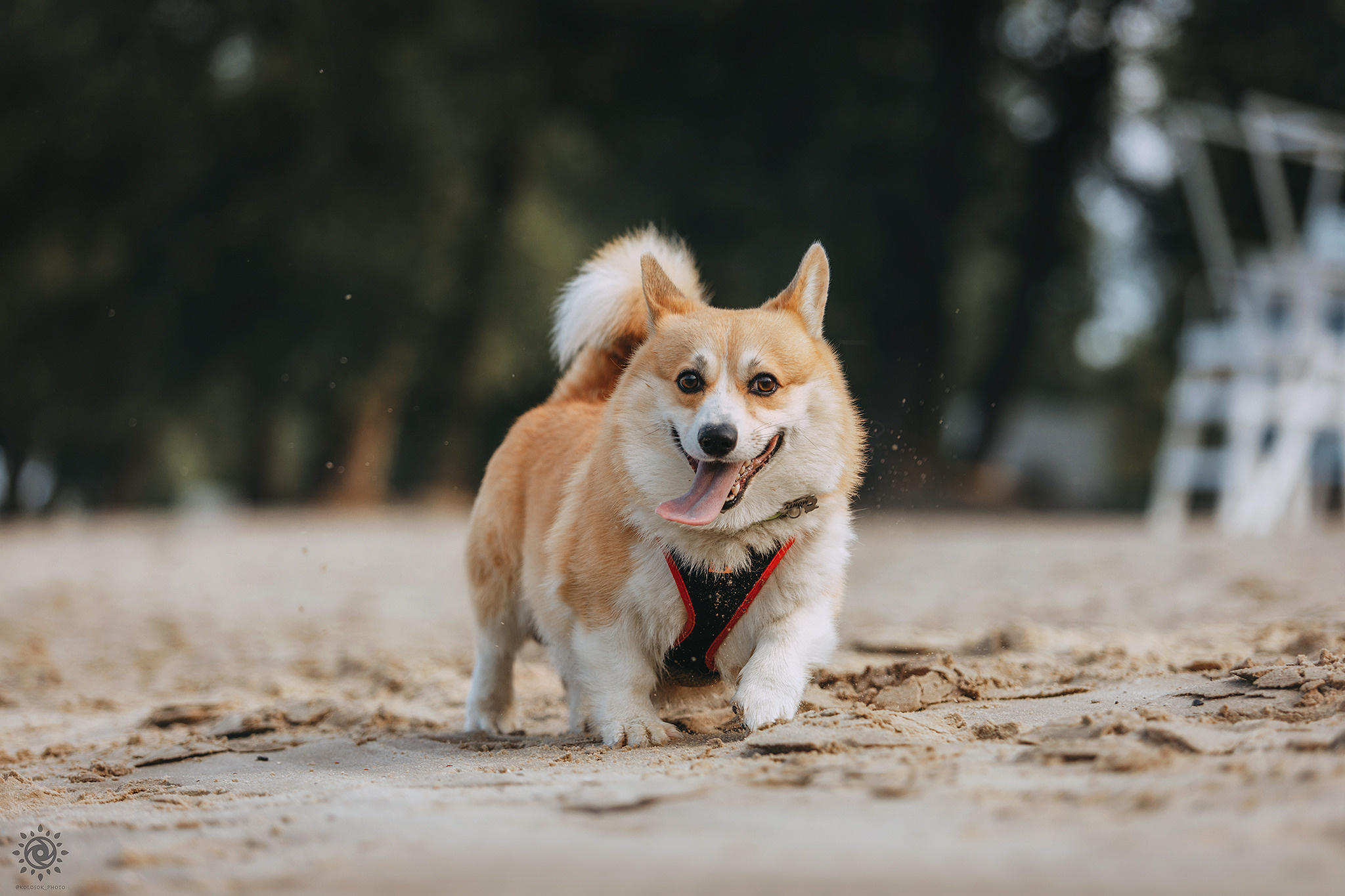 Родина Монті. Фотограф-анімаліст Київ