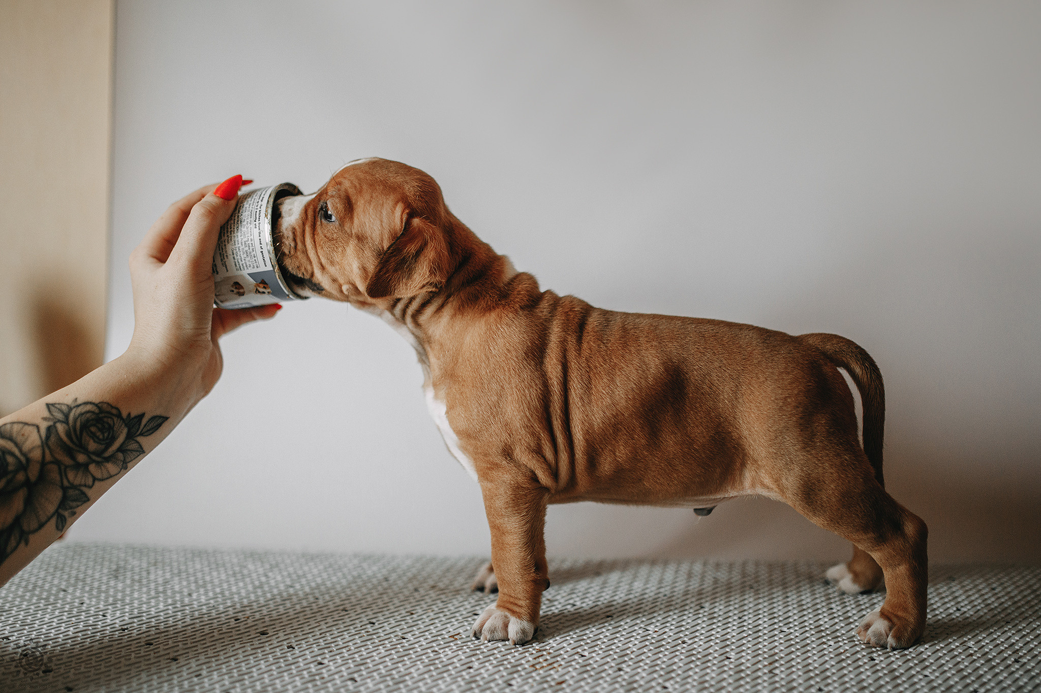 АСТ. Фотограф-анімаліст Київ