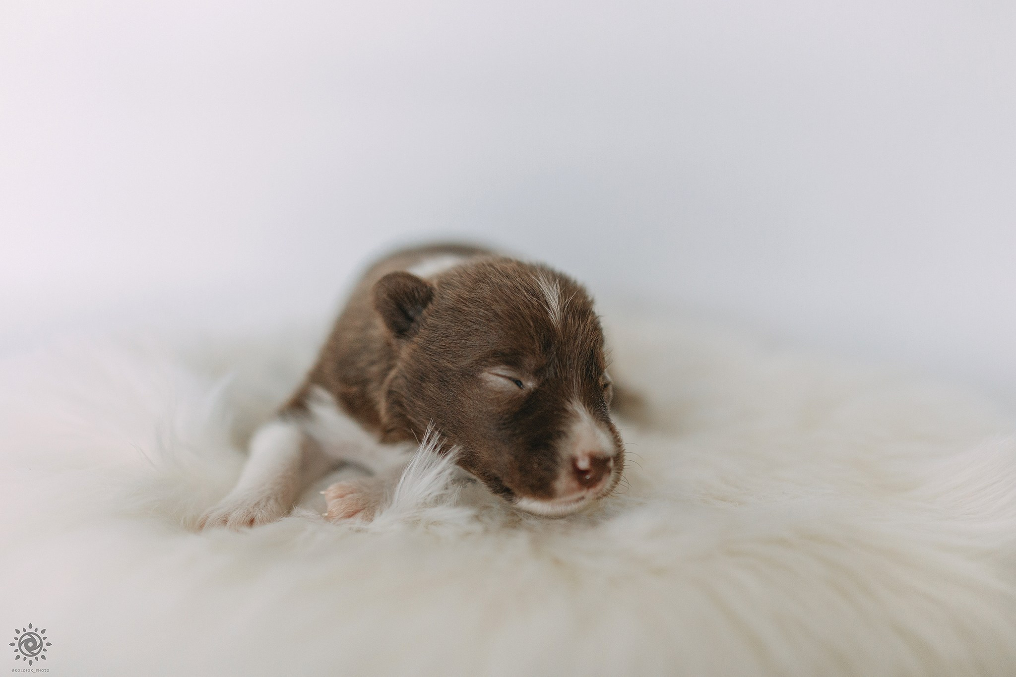 Бордер коллі. Фотограф-анімаліст Київ