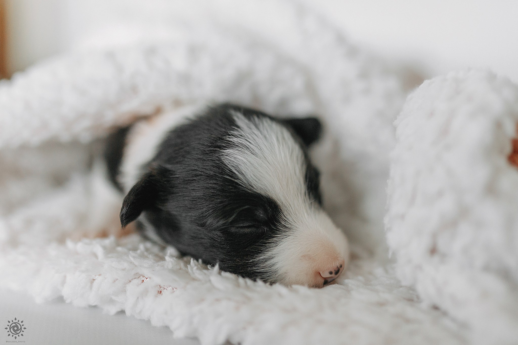 Бордер коллі. Фотограф-анімаліст Київ