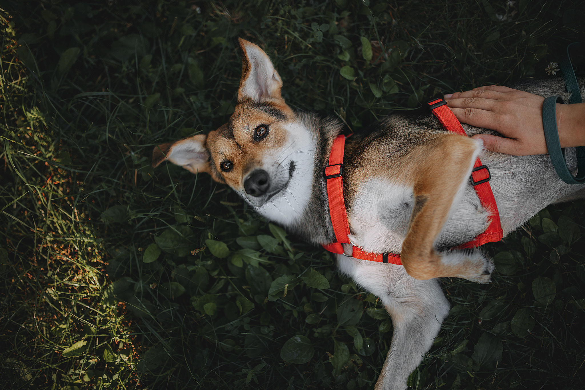 Родина Щастя. Фотограф-анімаліст Київ