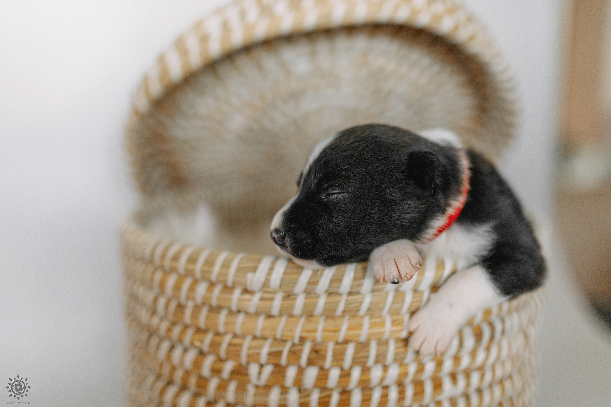 Бордер коллі. Фотограф-анімаліст Київ