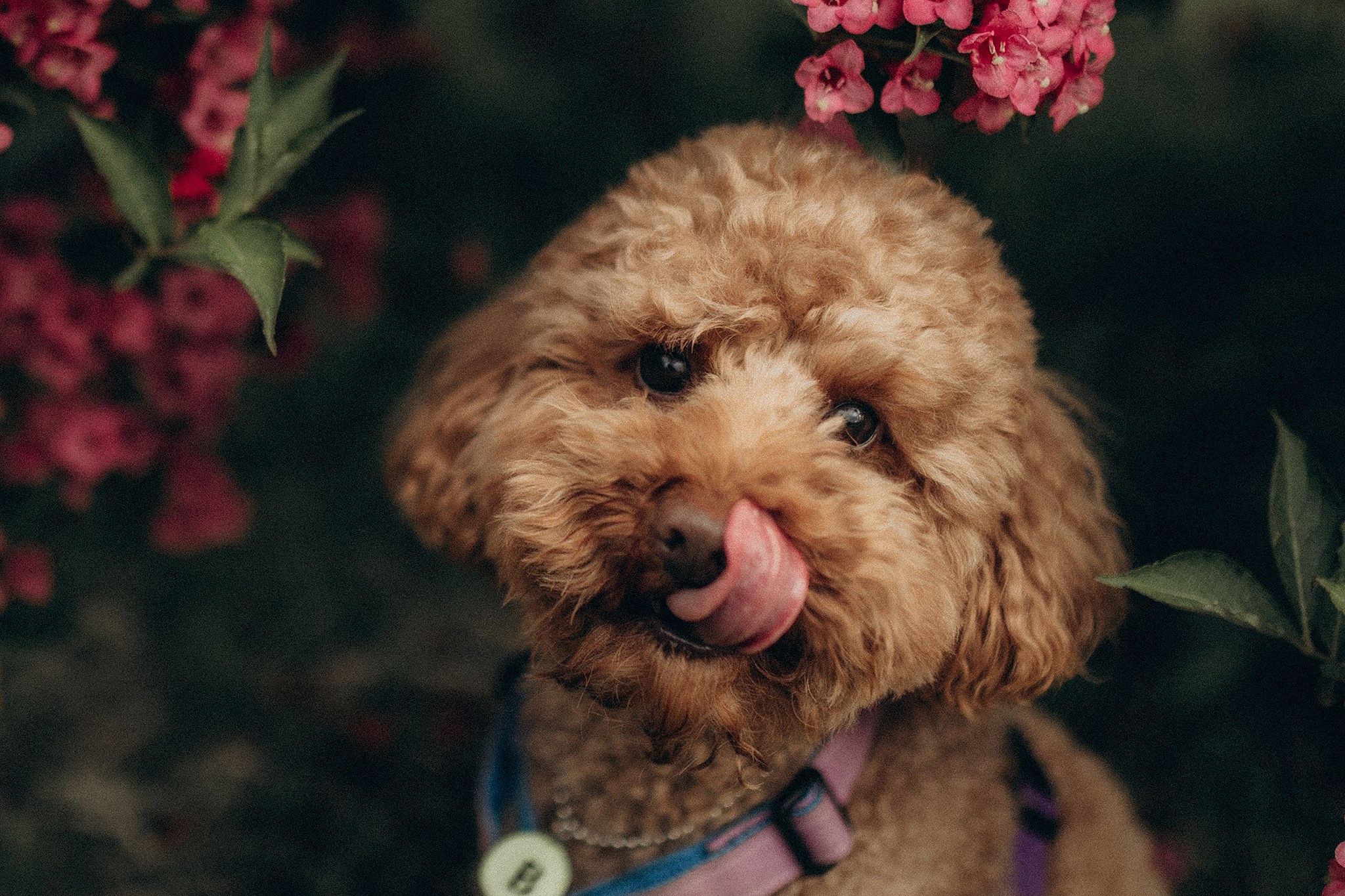Родина Бруно. Фотограф-анімаліст Київ