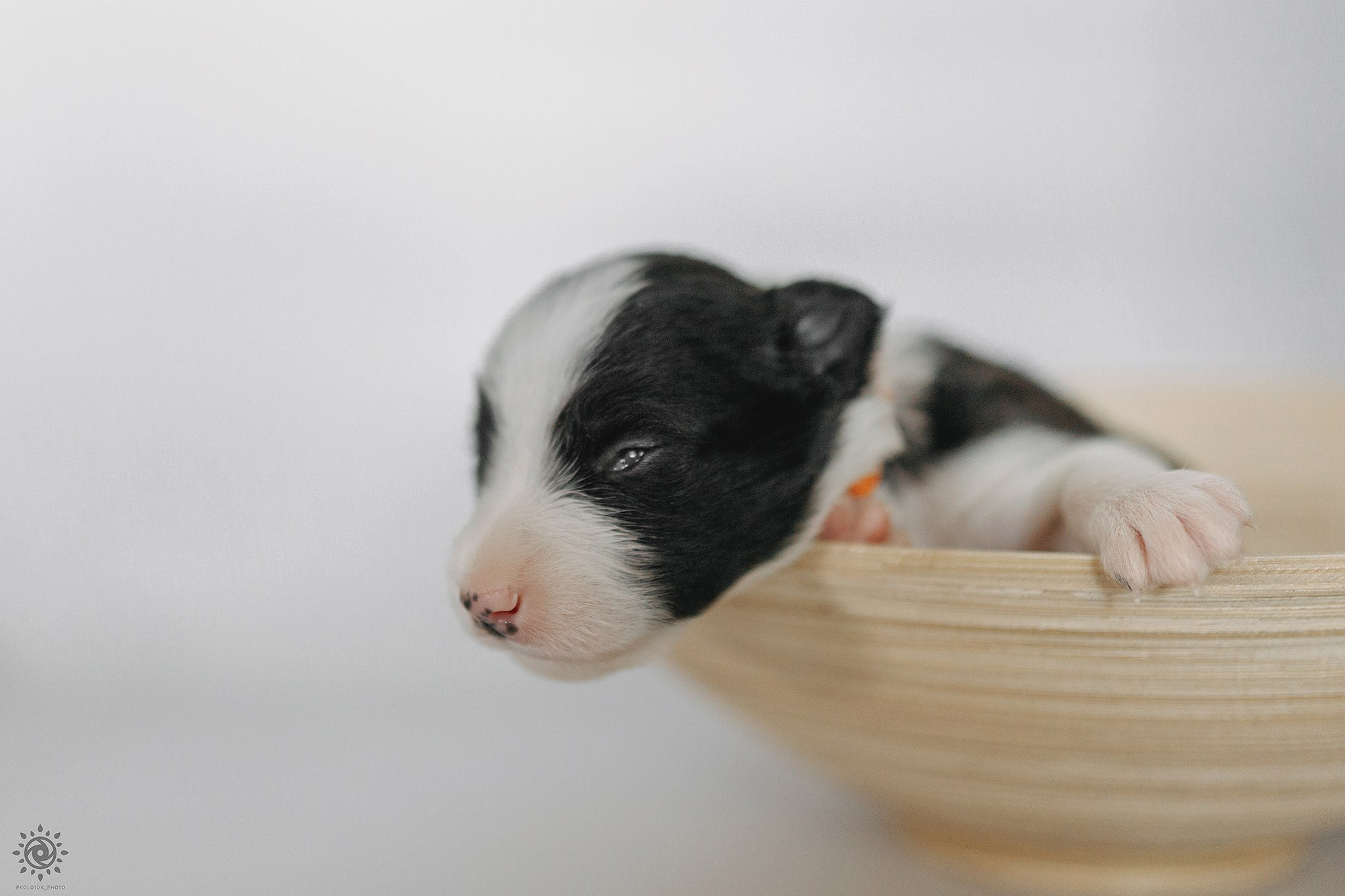 Бордер коллі. Фотограф-анімаліст Київ