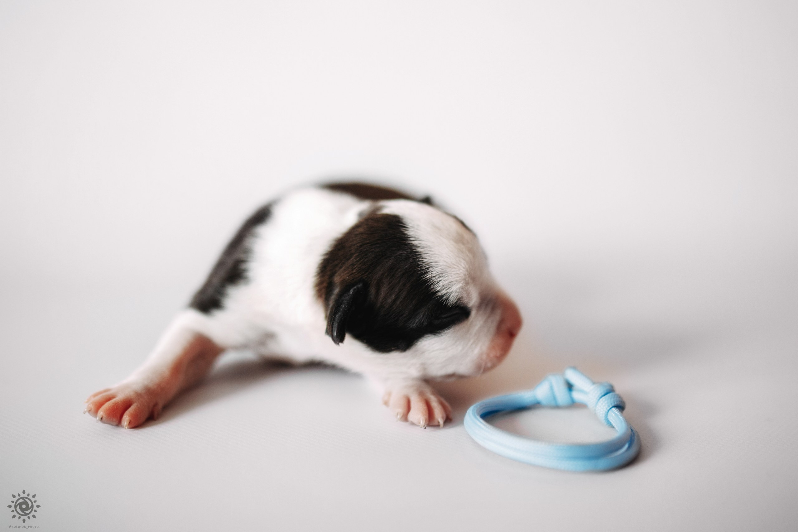 АСТ. Фотограф-анімаліст Київ