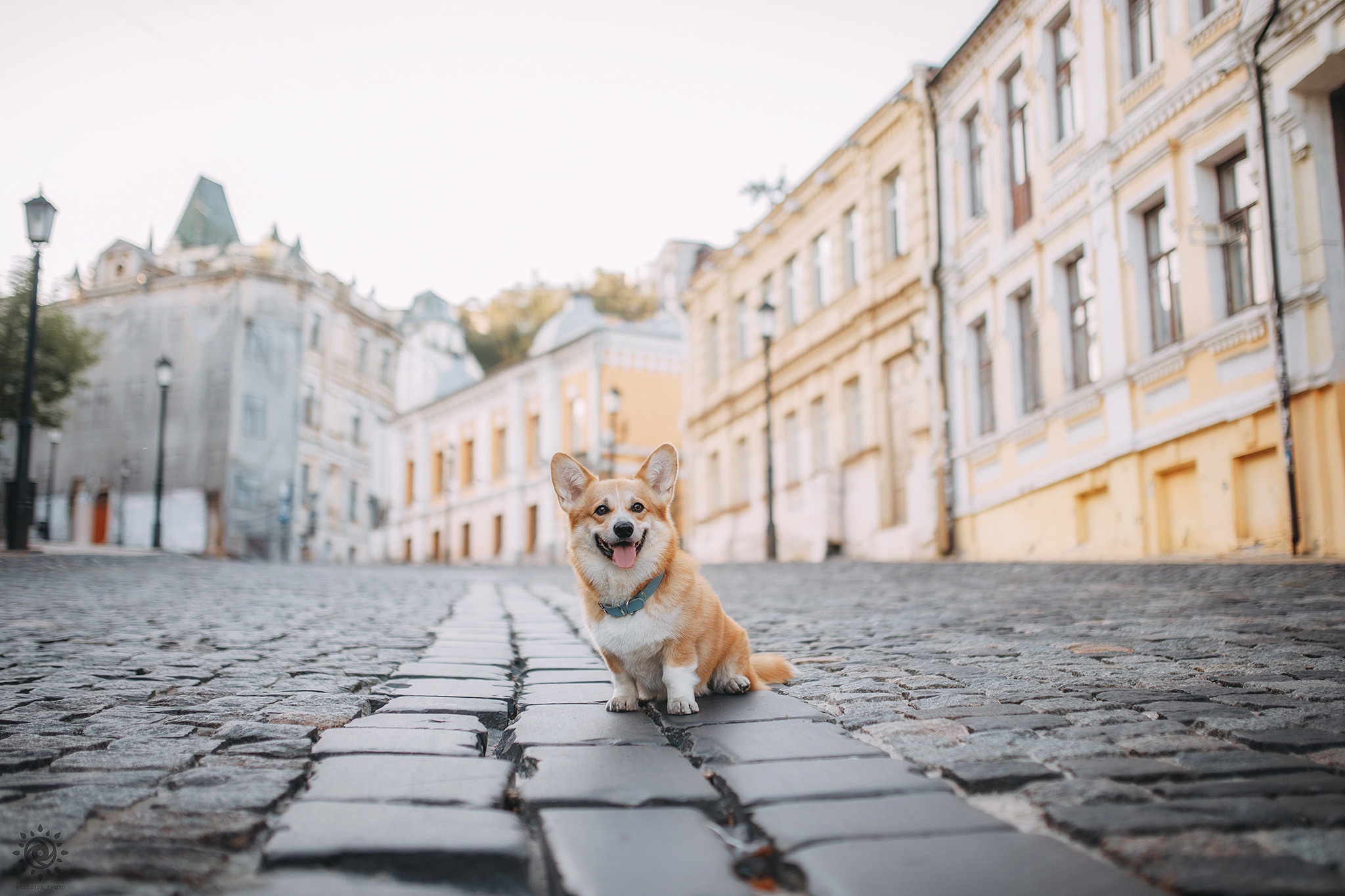 Родина Шерлока. Фотограф-анімаліст Київ