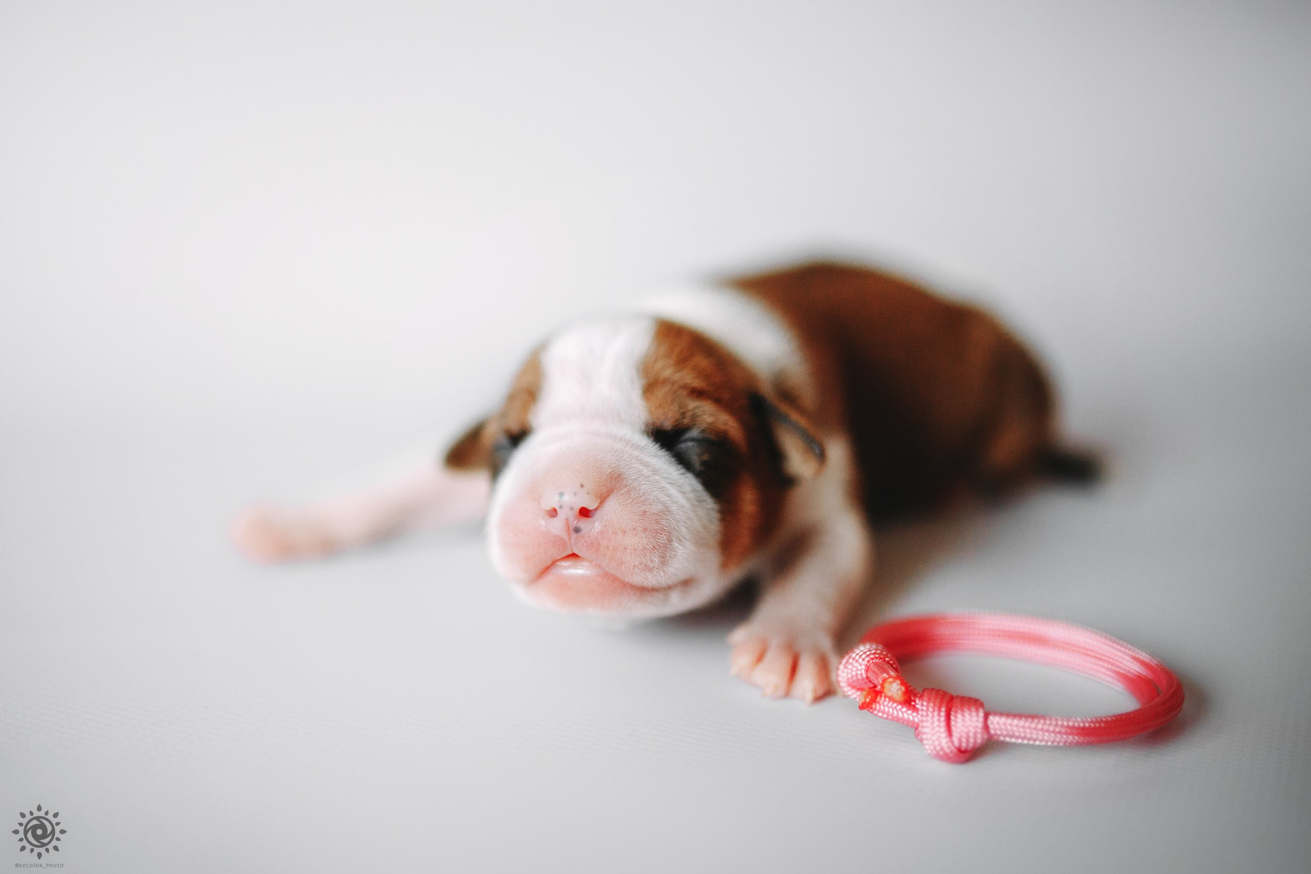 АСТ. Фотограф-анімаліст Київ