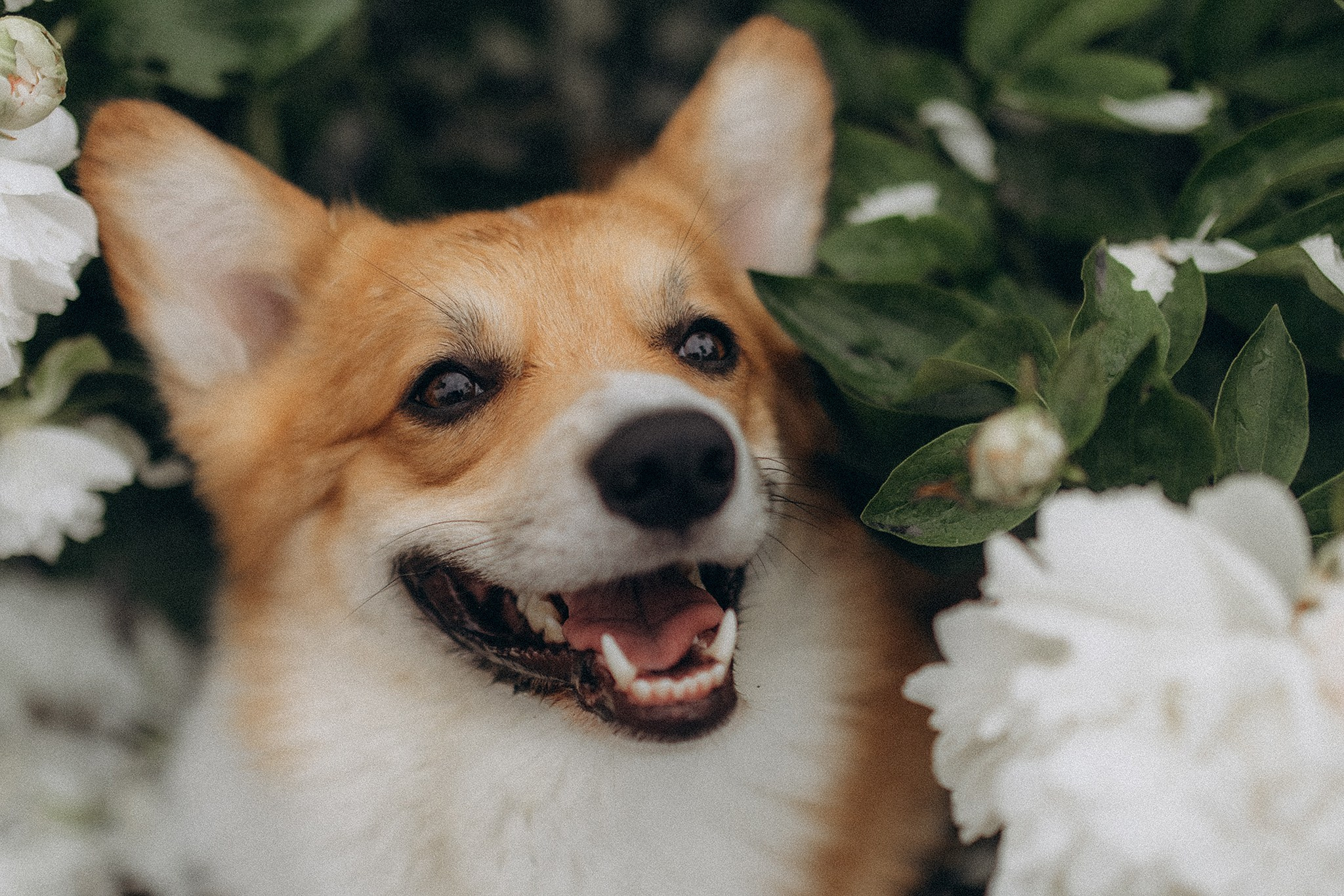 Руді та Ксюша. Фотограф-анімаліст Київ