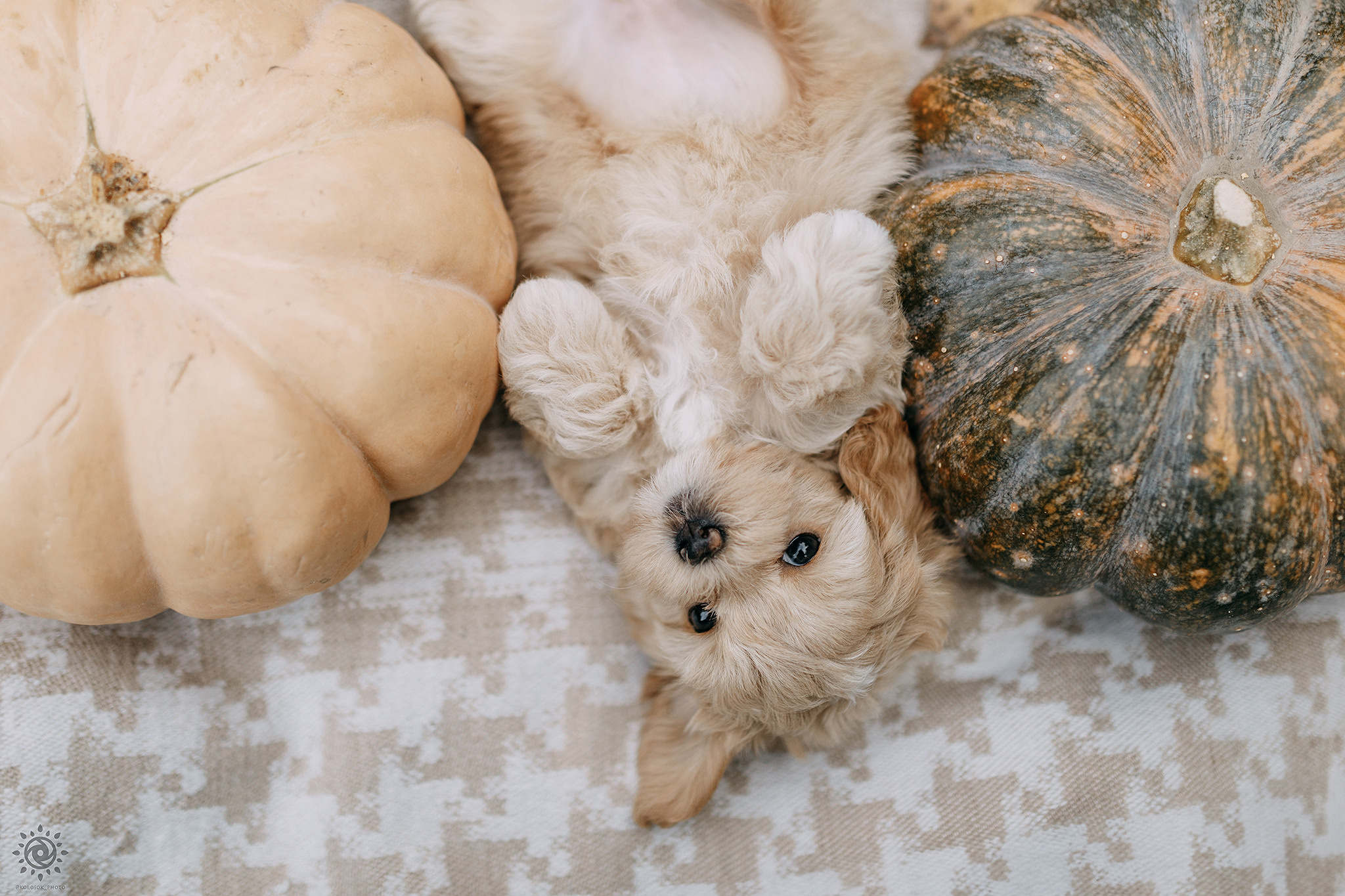 Мальтіпу. Фотограф-анімаліст Київ