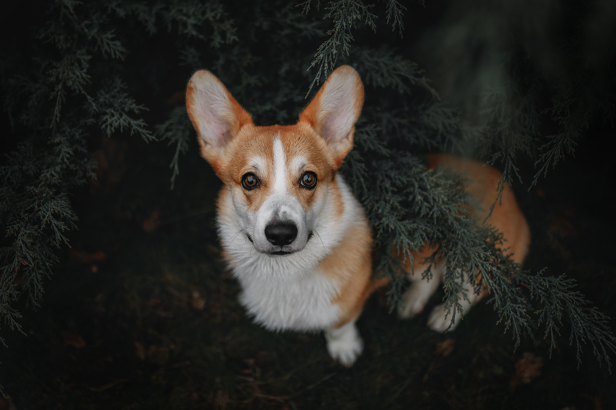 Родина Оскара. Фотограф-анімаліст Київ
