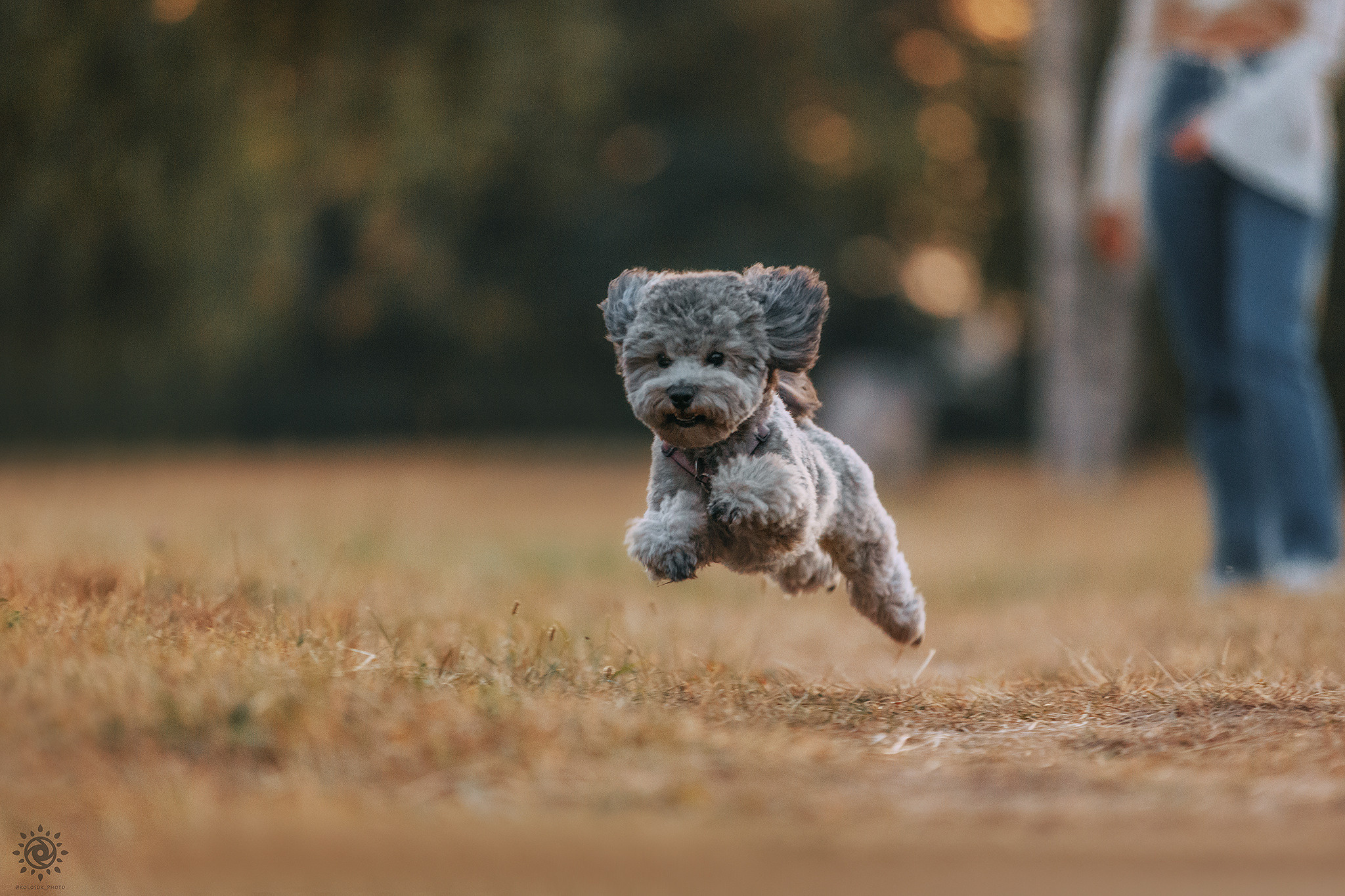 Родина Моніка. Фотограф-анімаліст Київ
