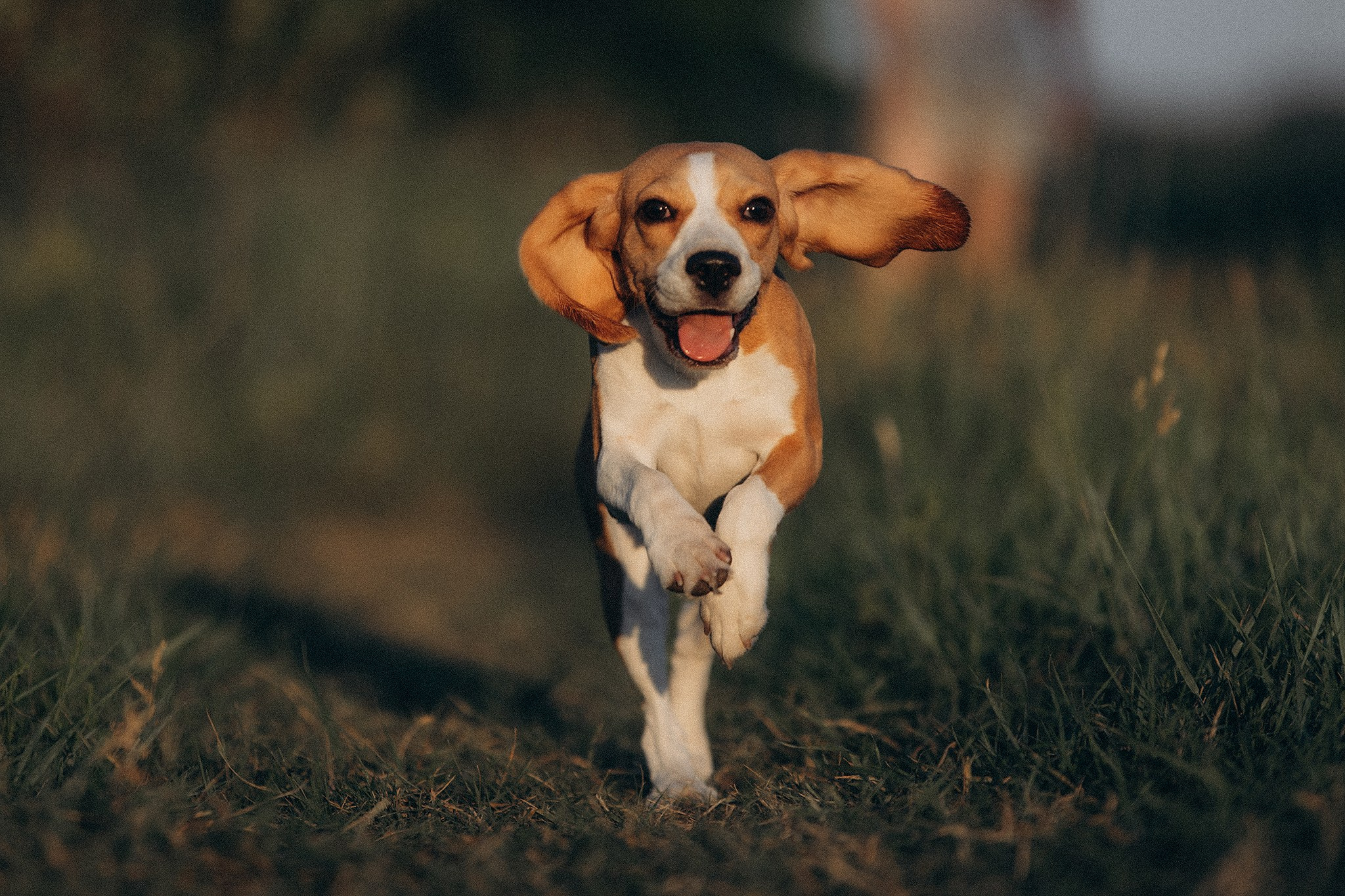 Родина Рей. Фотограф-анімаліст Київ