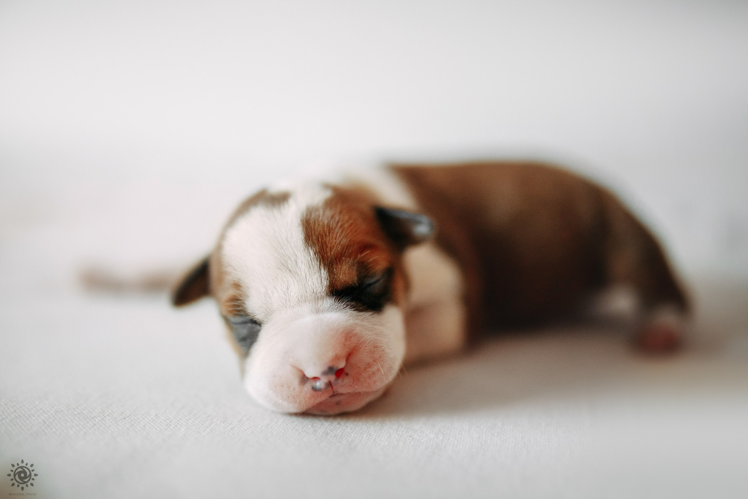 АСТ. Фотограф-анімаліст Київ