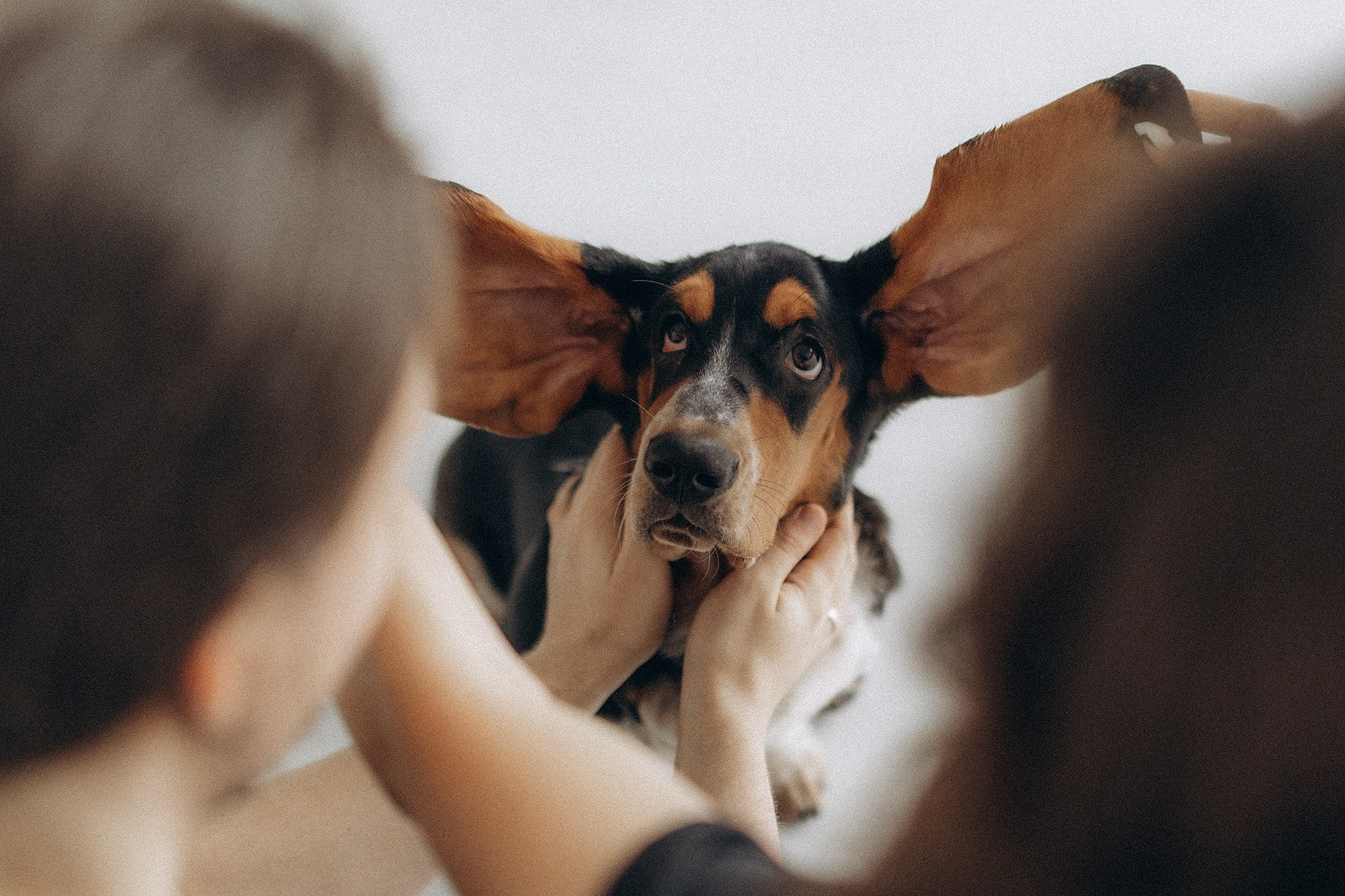 Родина Ромі. Фотограф-анімаліст Київ