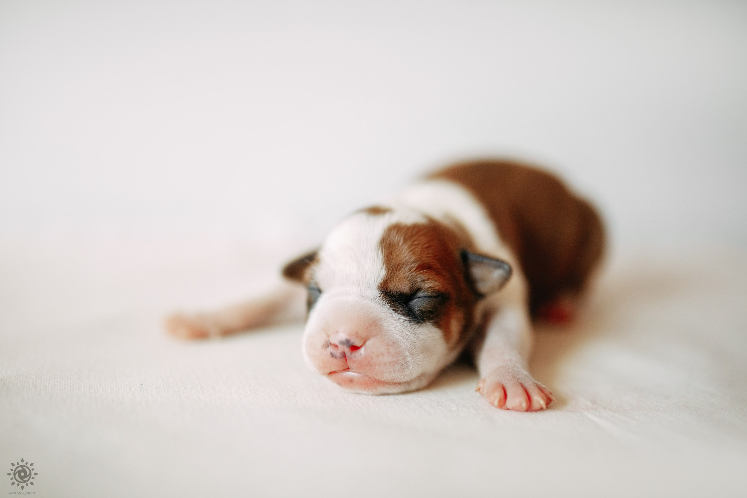 АСТ. Фотограф-анімаліст Київ