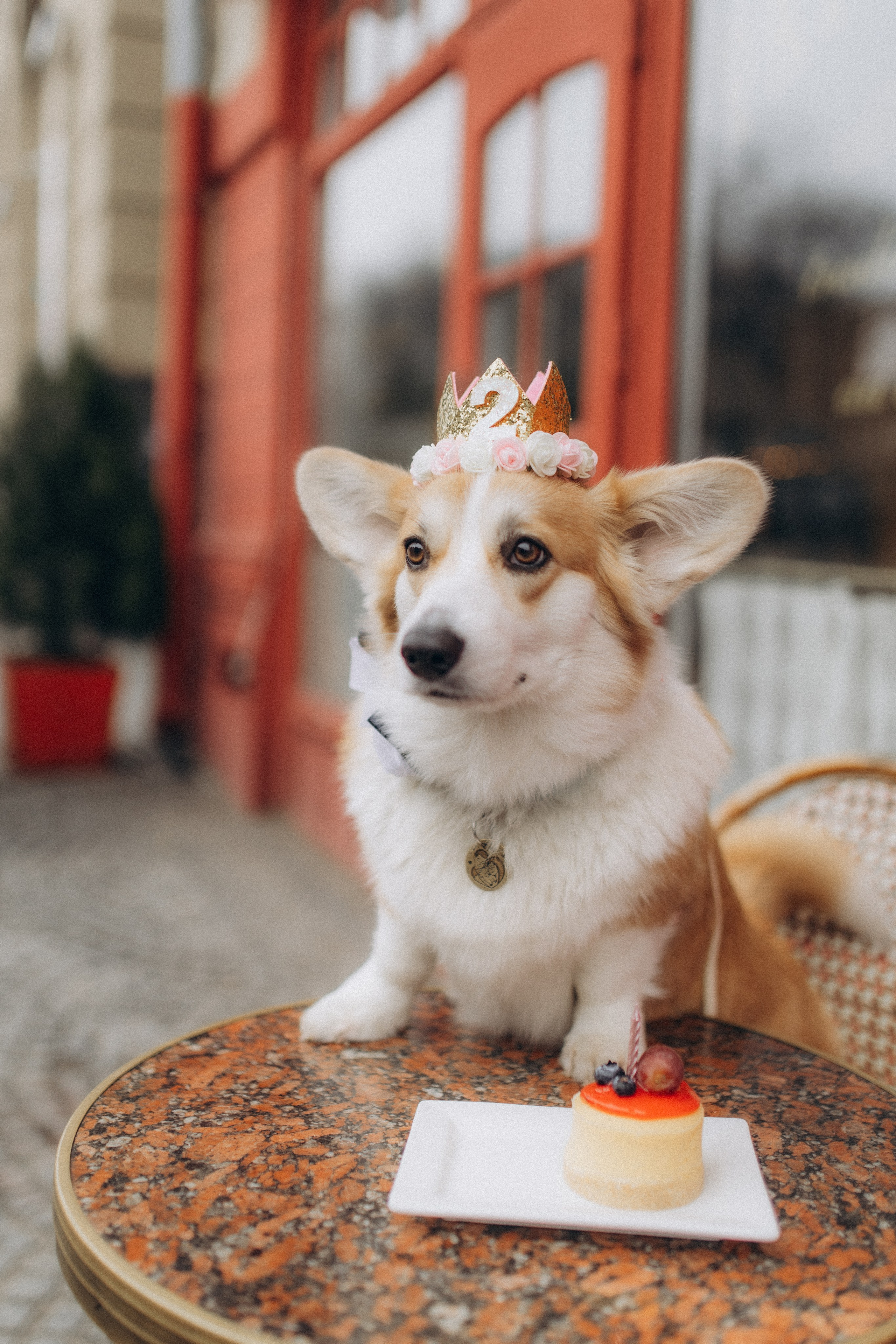 Карамелі 2 роки. Фотограф-анімаліст Київ