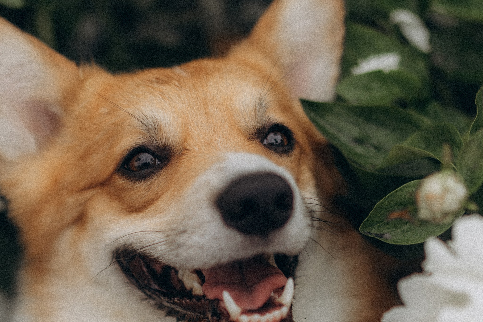 Руді та Ксюша. Фотограф-анімаліст Київ