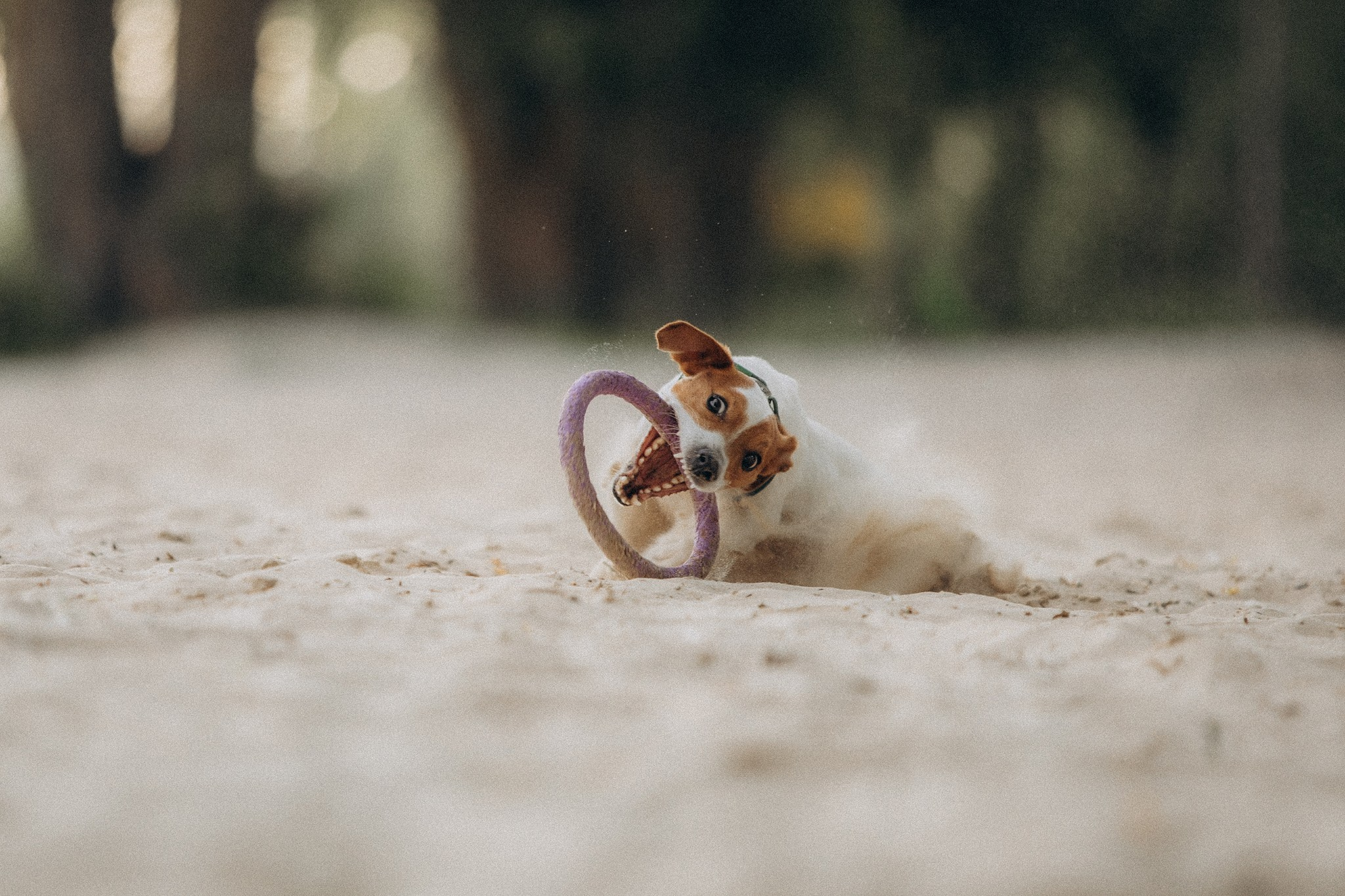 Інна та Макс з хлопцями. Фотограф-анімаліст Київ