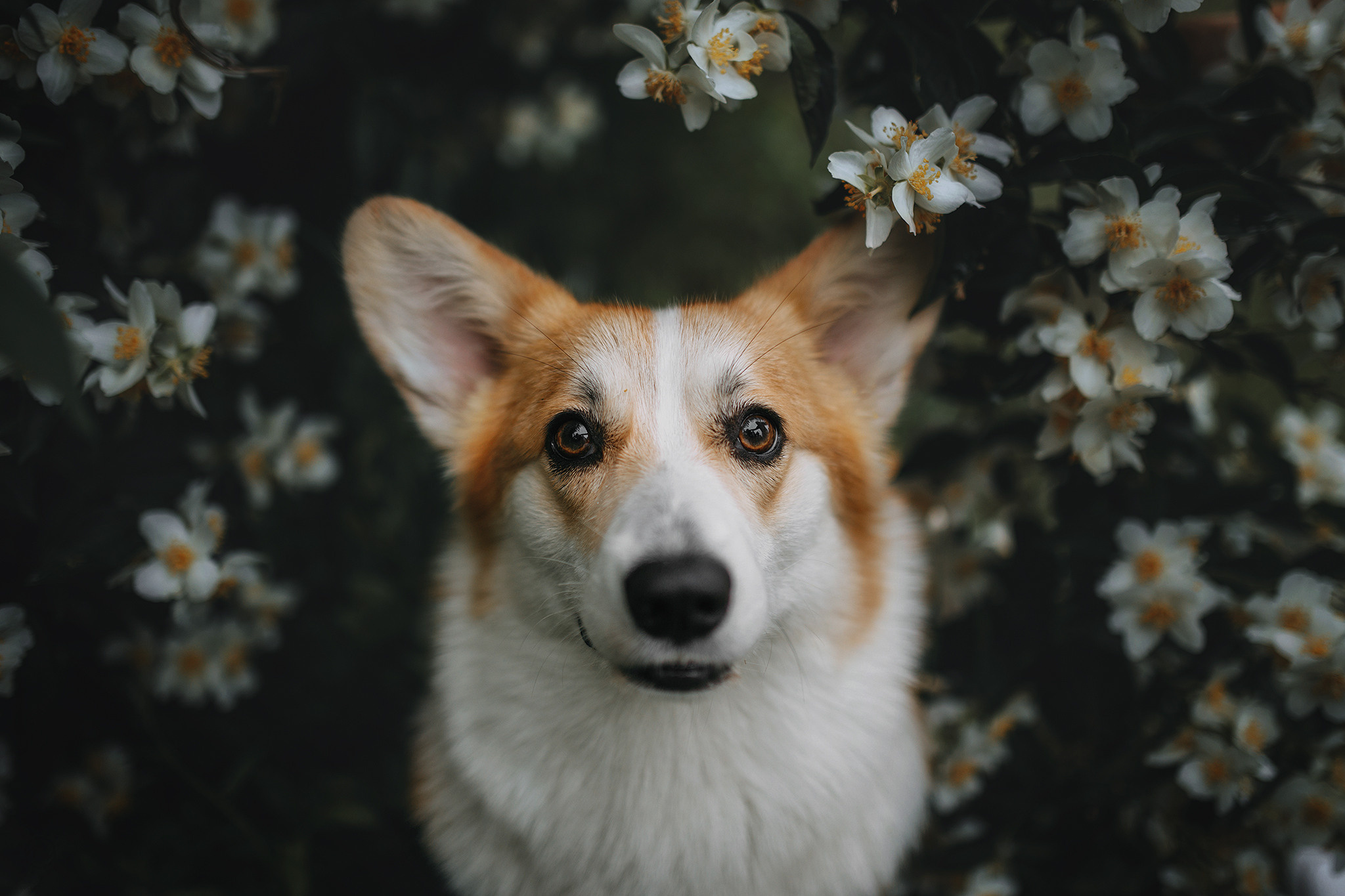 Родина Карамель. Фотограф-анімаліст Київ