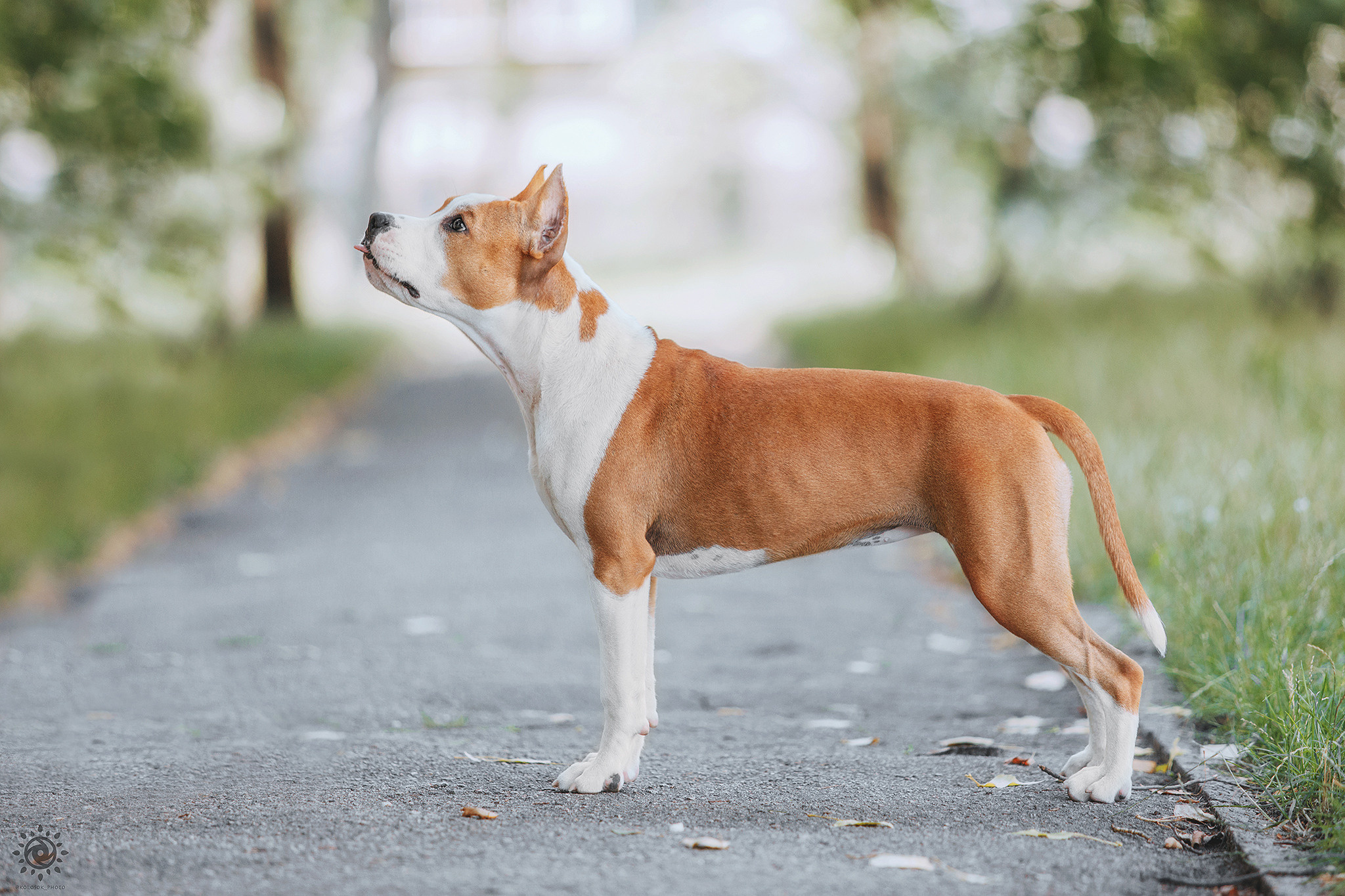 Вінні. Фотограф-анімаліст Київ