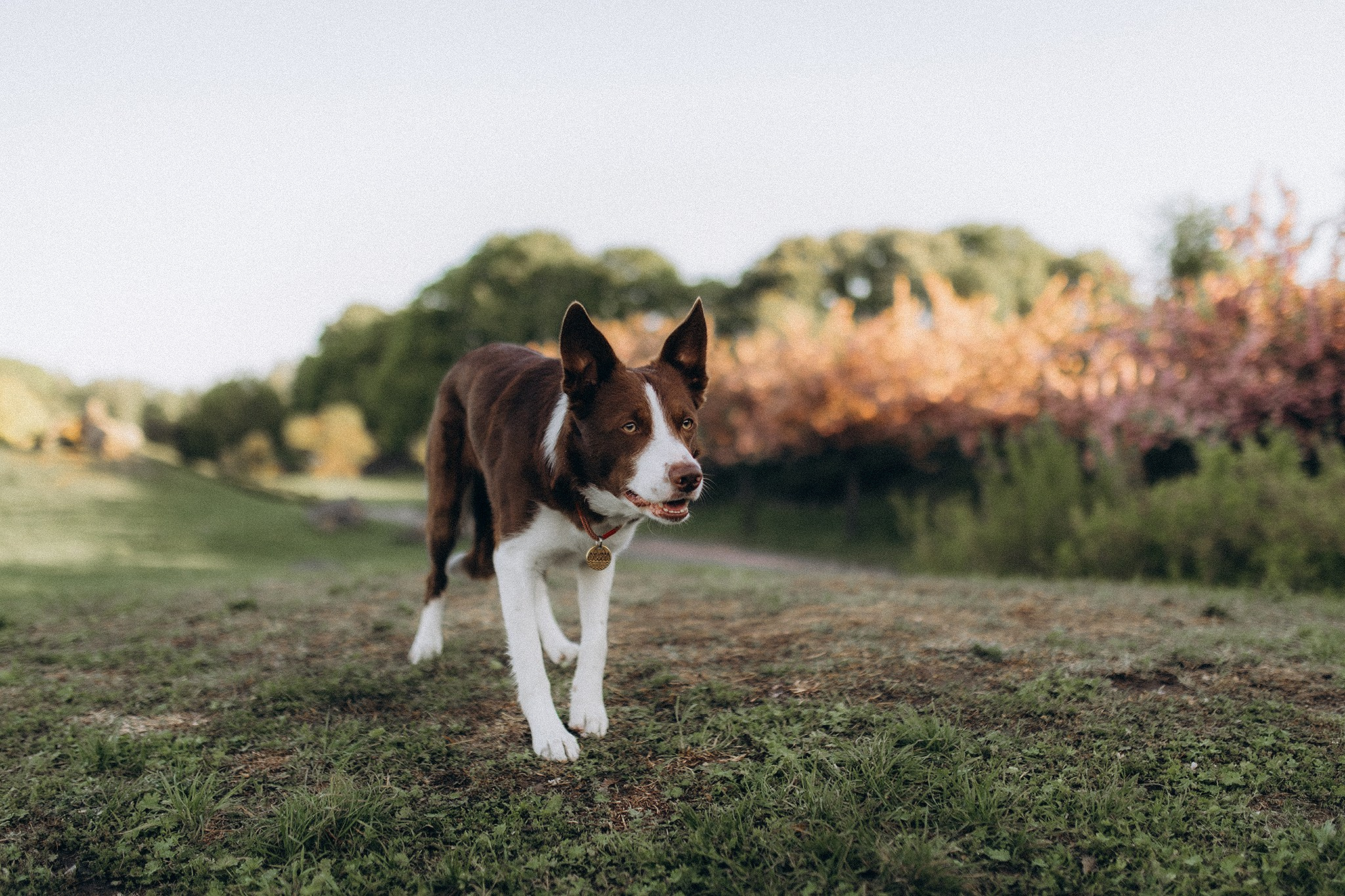 Лінч з Ма. Фотограф-анімаліст Київ