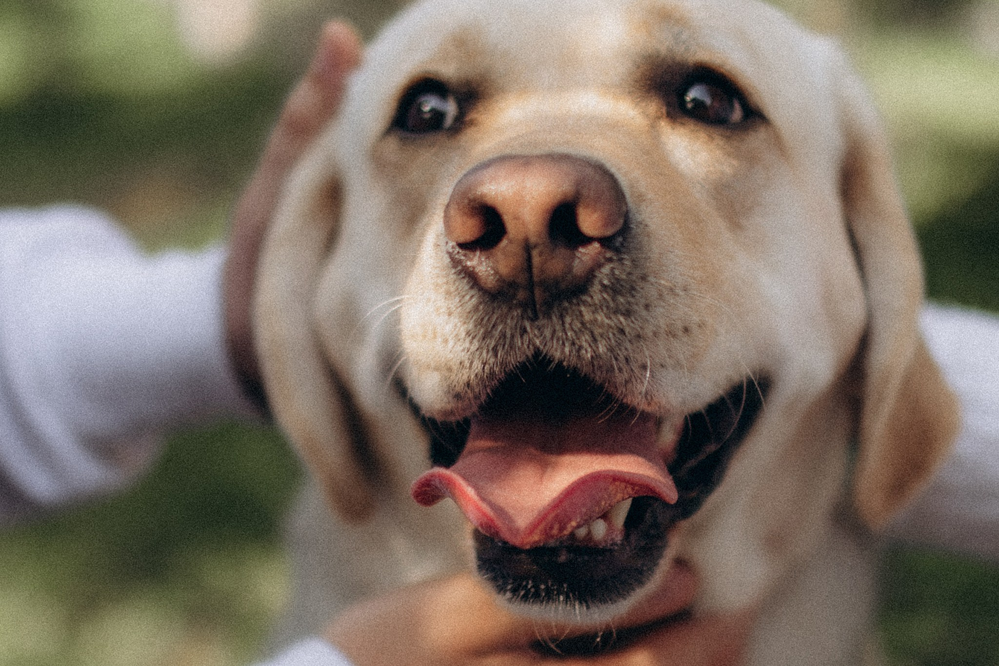 Родина Луни. Фотограф-анімаліст Київ