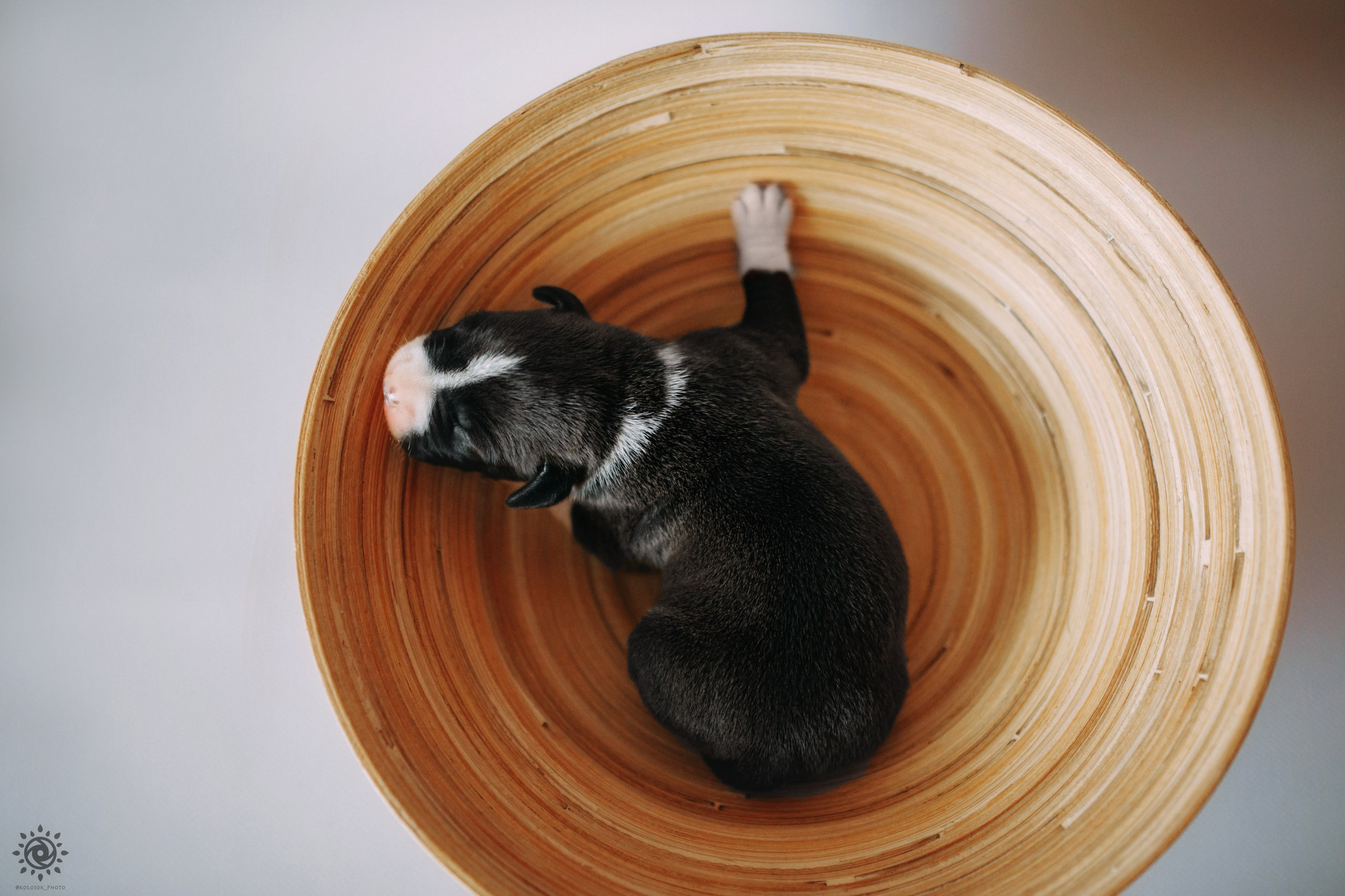АСТ. Фотограф-анімаліст Київ
