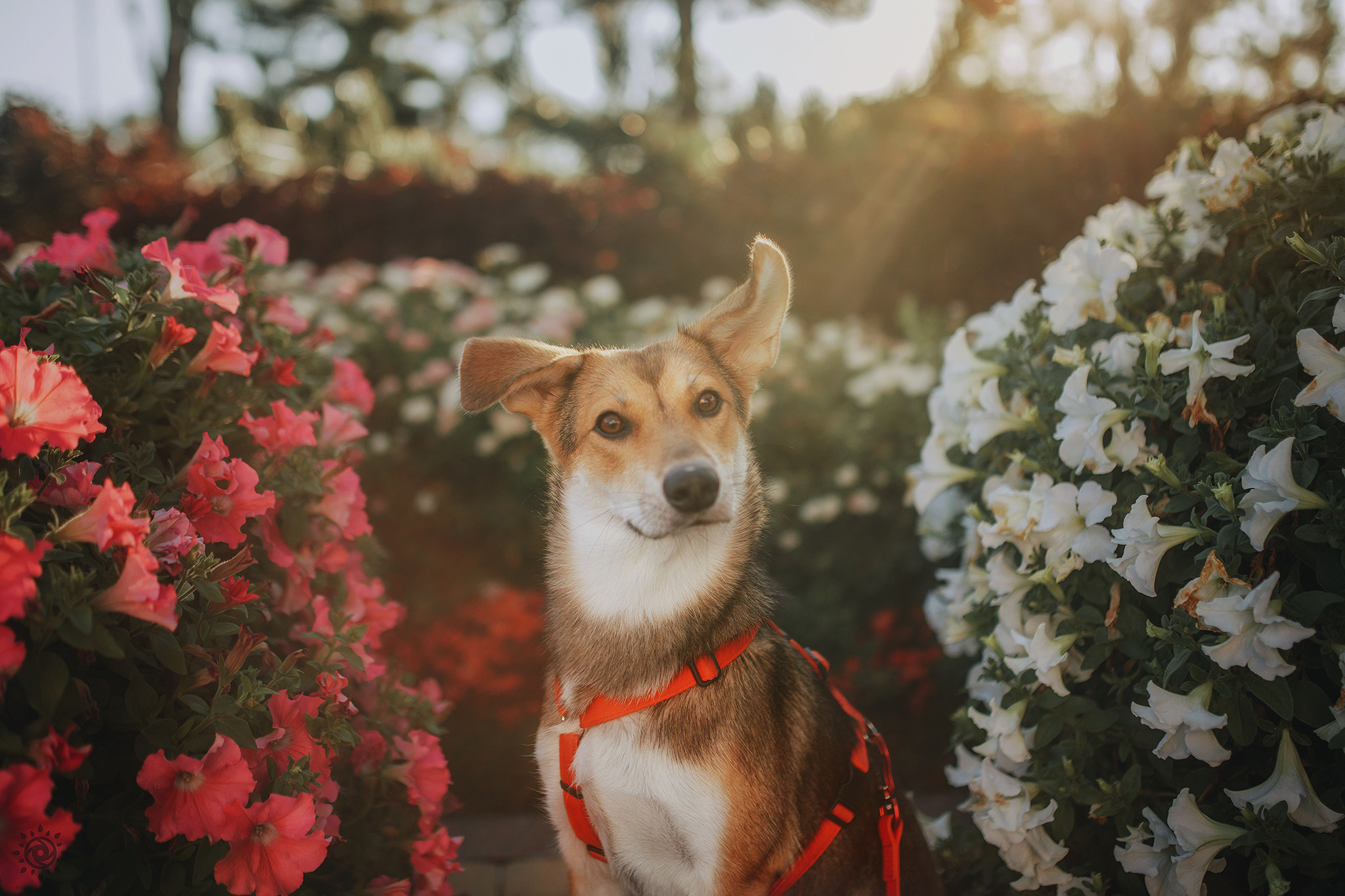 Родина Щастя. Фотограф-анімаліст Київ