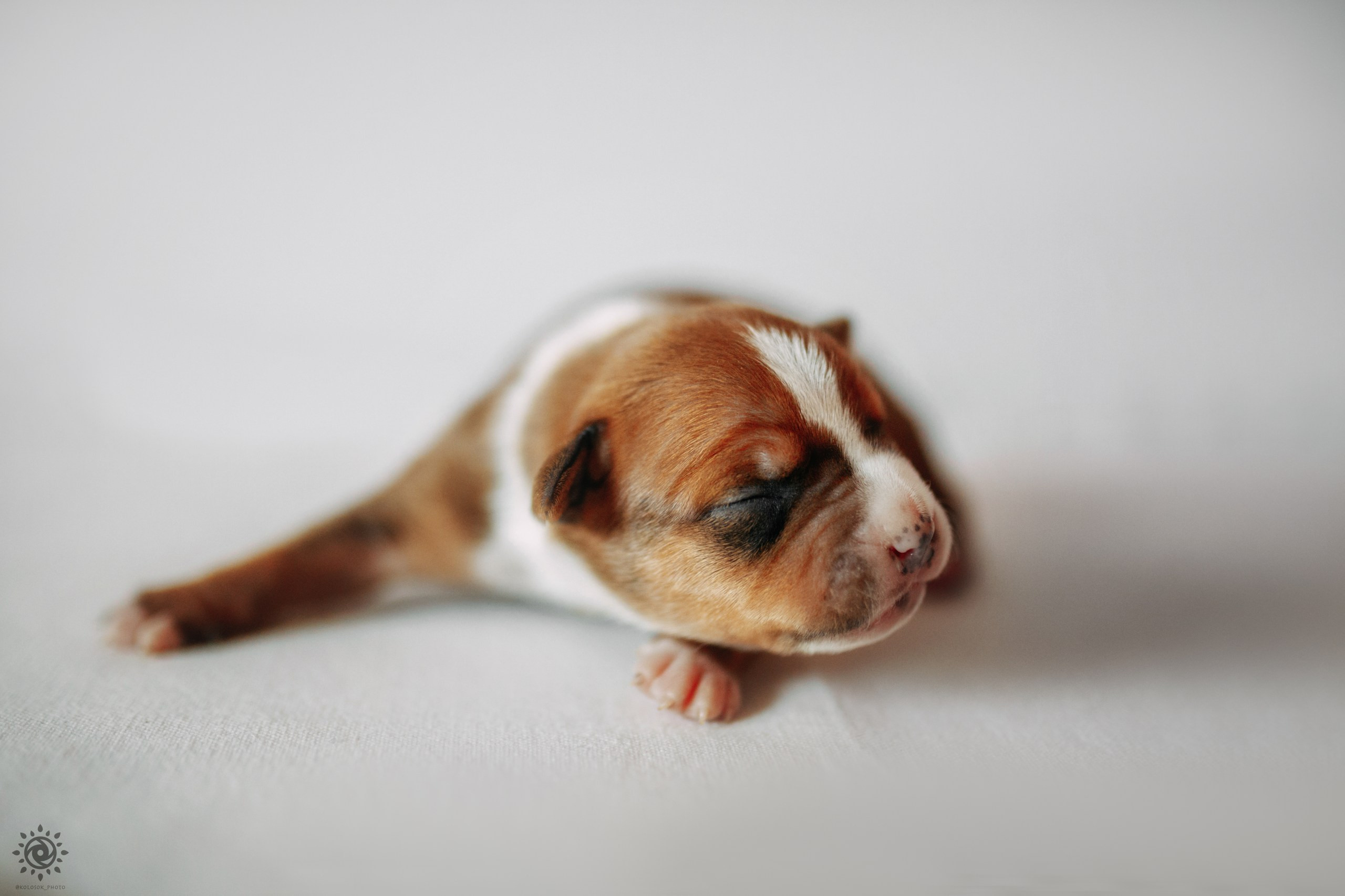 АСТ. Фотограф-анімаліст Київ