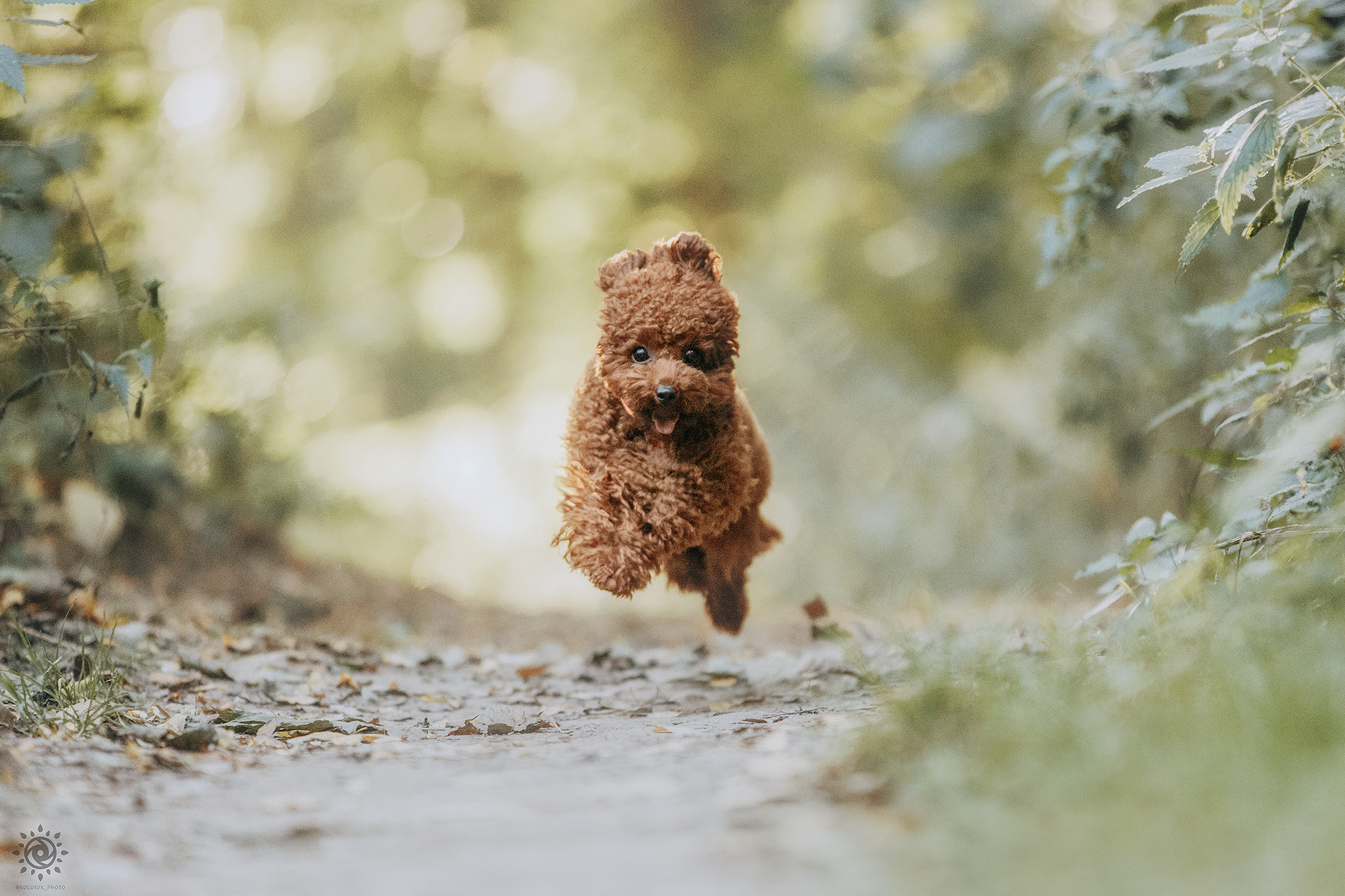 Родина Сьюзі. Фотограф-анімаліст Київ