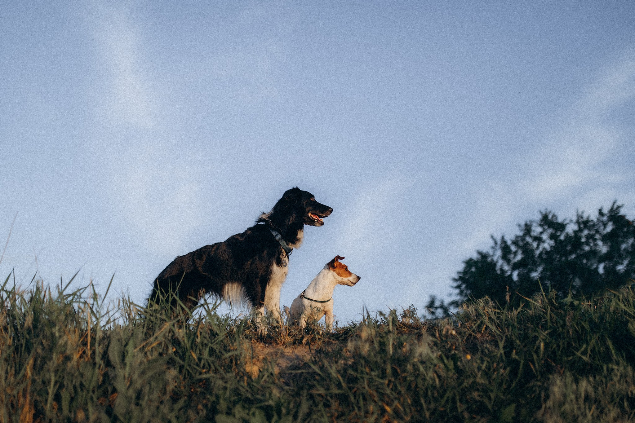 Інна та Макс з хлопцями. Фотограф-анімаліст Київ