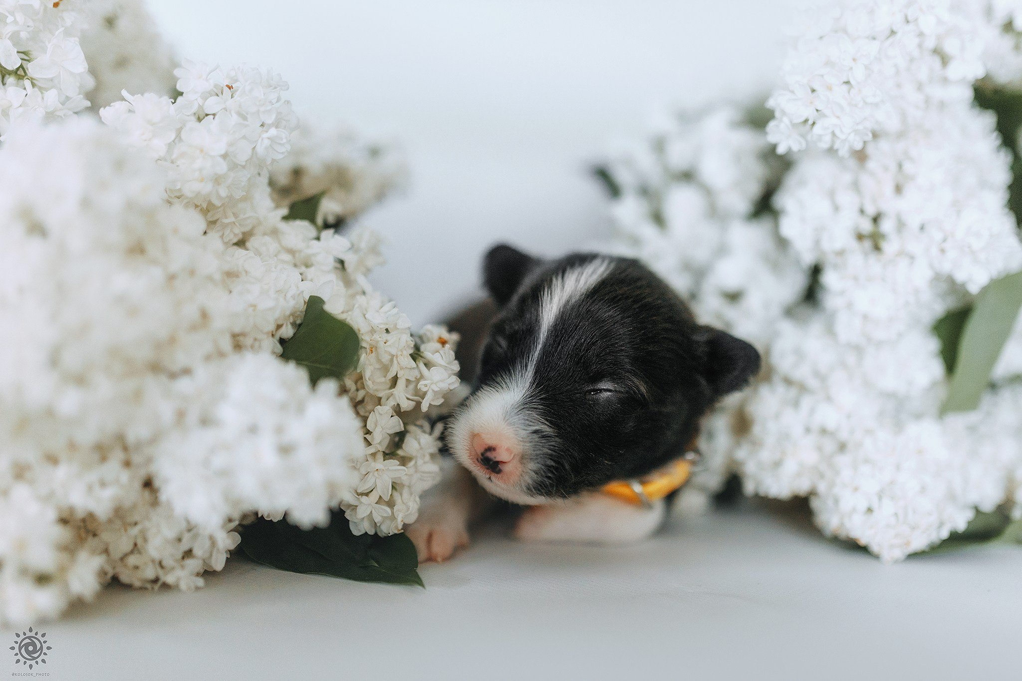 Бордер коллі. Фотограф-анімаліст Київ