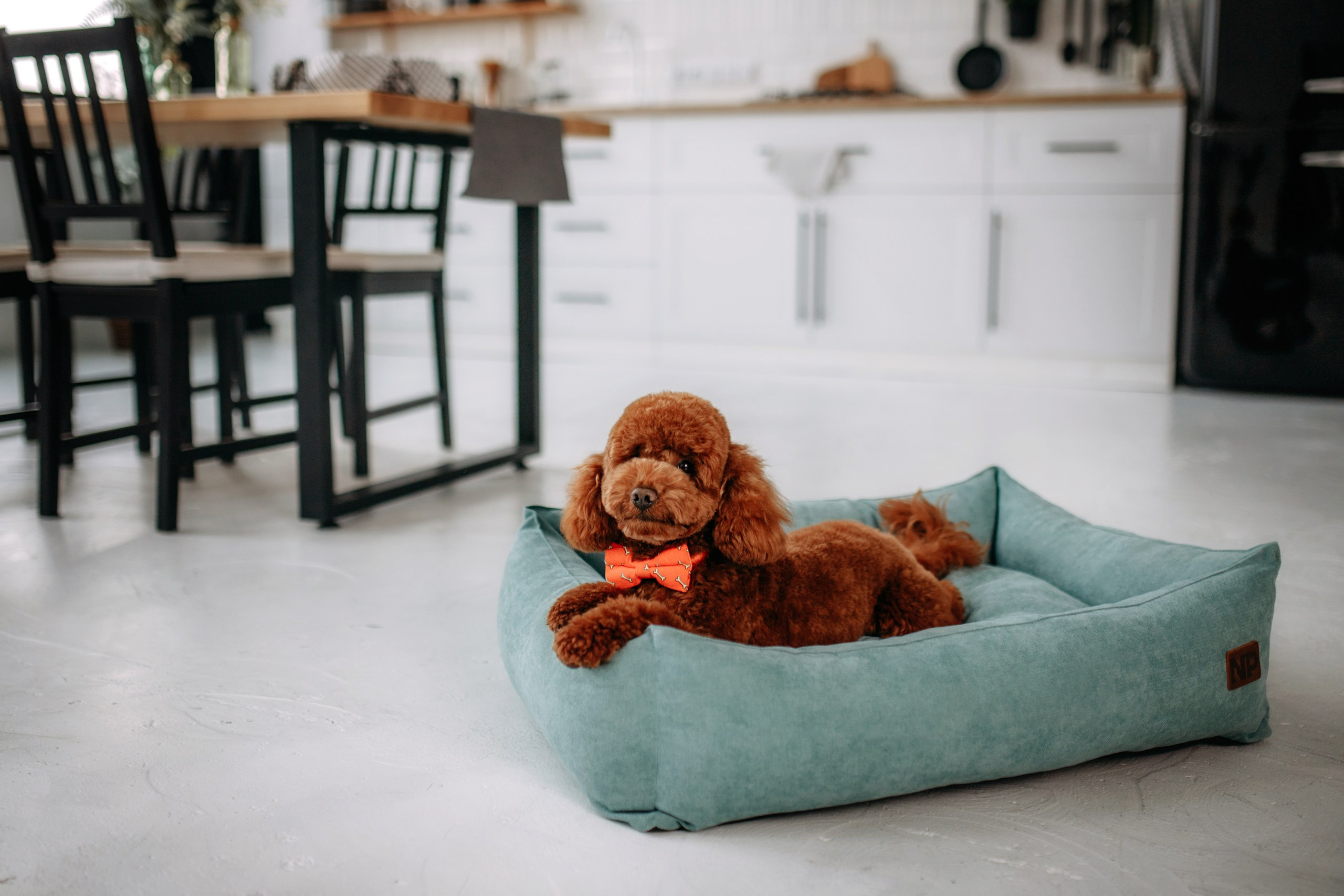 Noble Pet (зйомка лежанок). Фотограф-анімаліст Київ