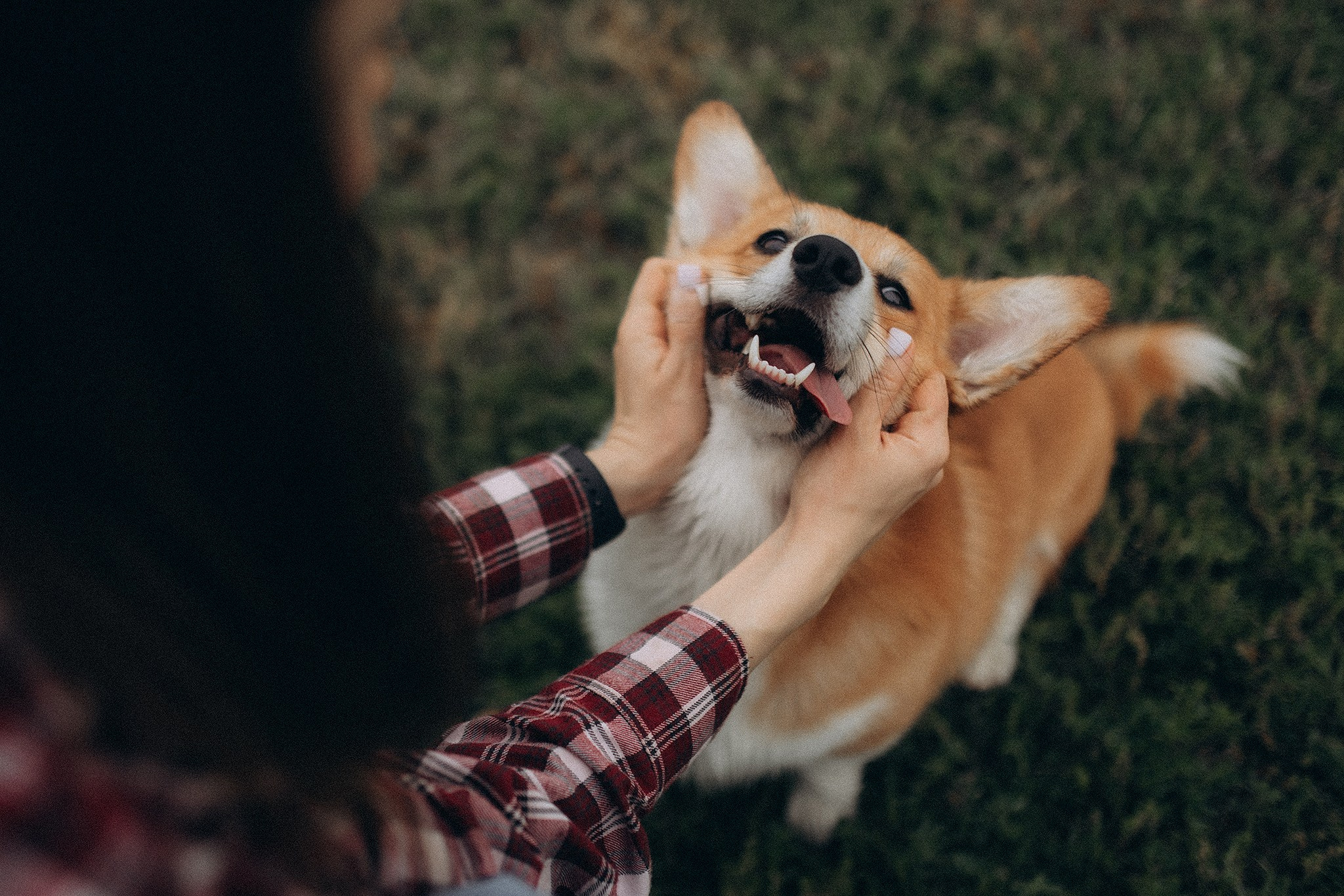 Руді та Ксюша. Фотограф-анімаліст Київ