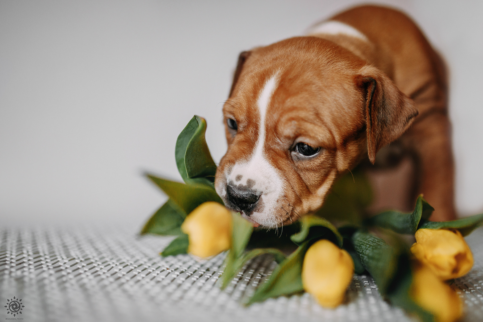 АСТ. Фотограф-анімаліст Київ