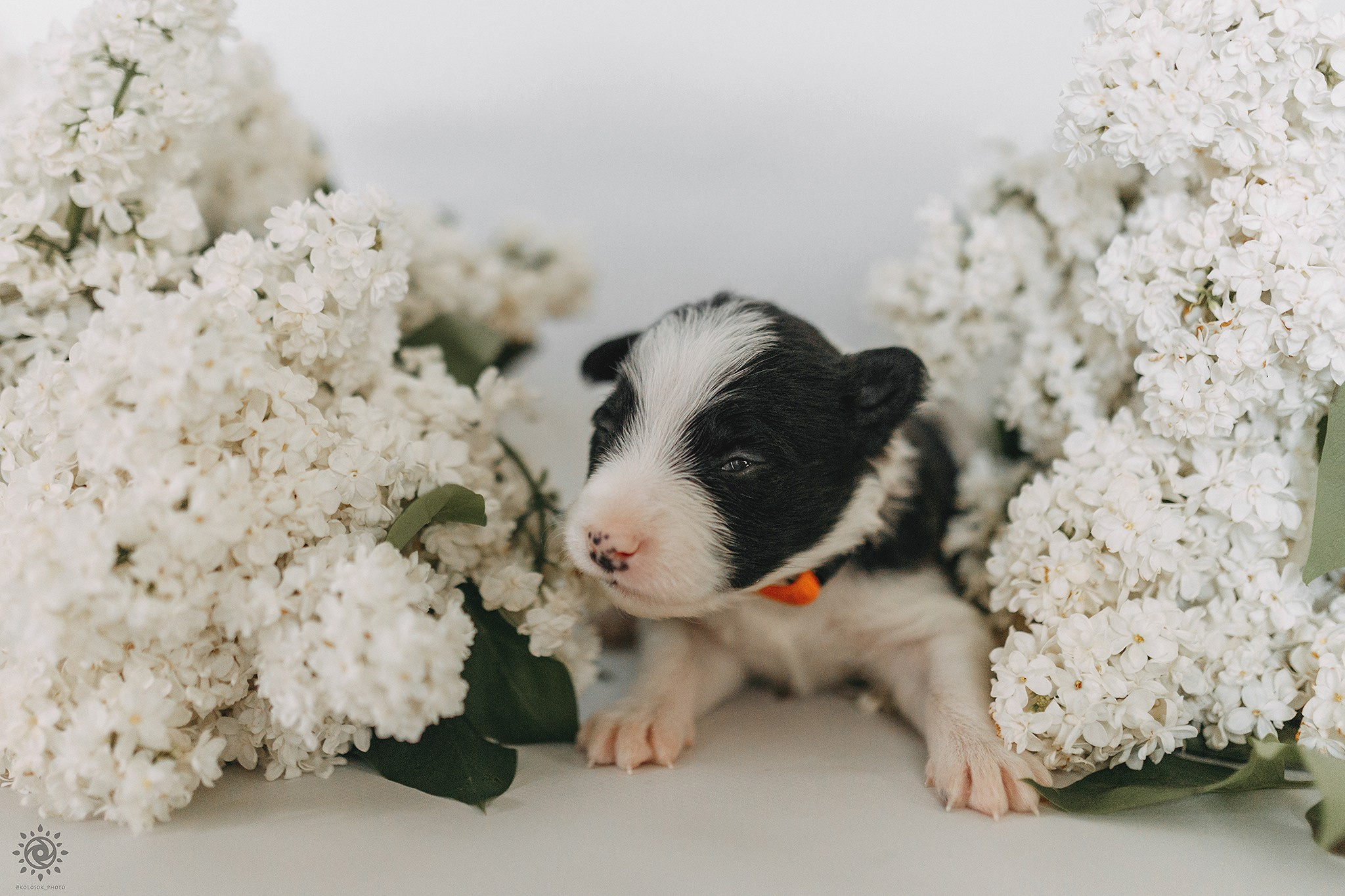 Бордер коллі. Фотограф-анімаліст Київ
