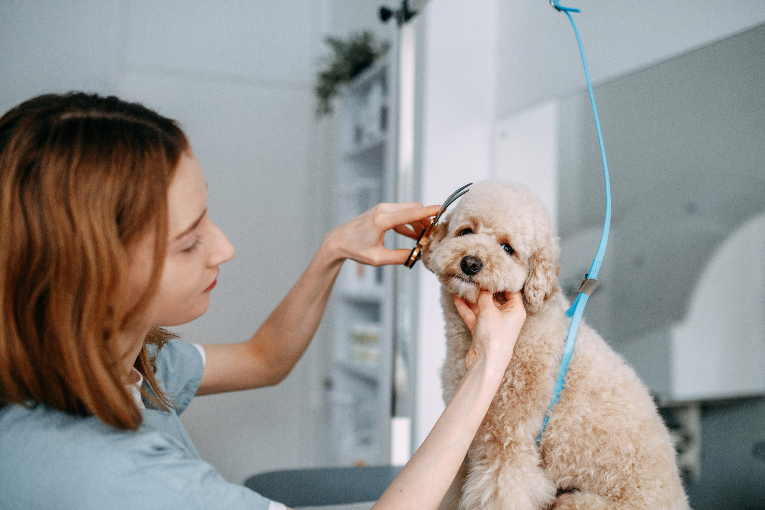 Hvist Hab. Фотограф-анімаліст Київ