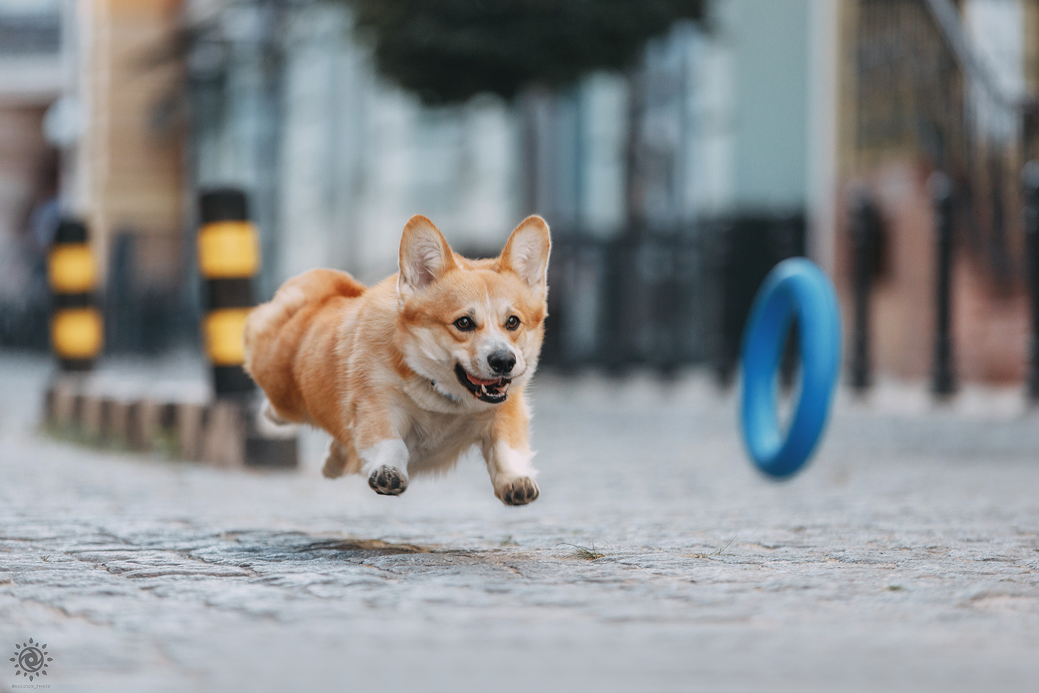 Родина Шерлока. Фотограф-анімаліст Київ