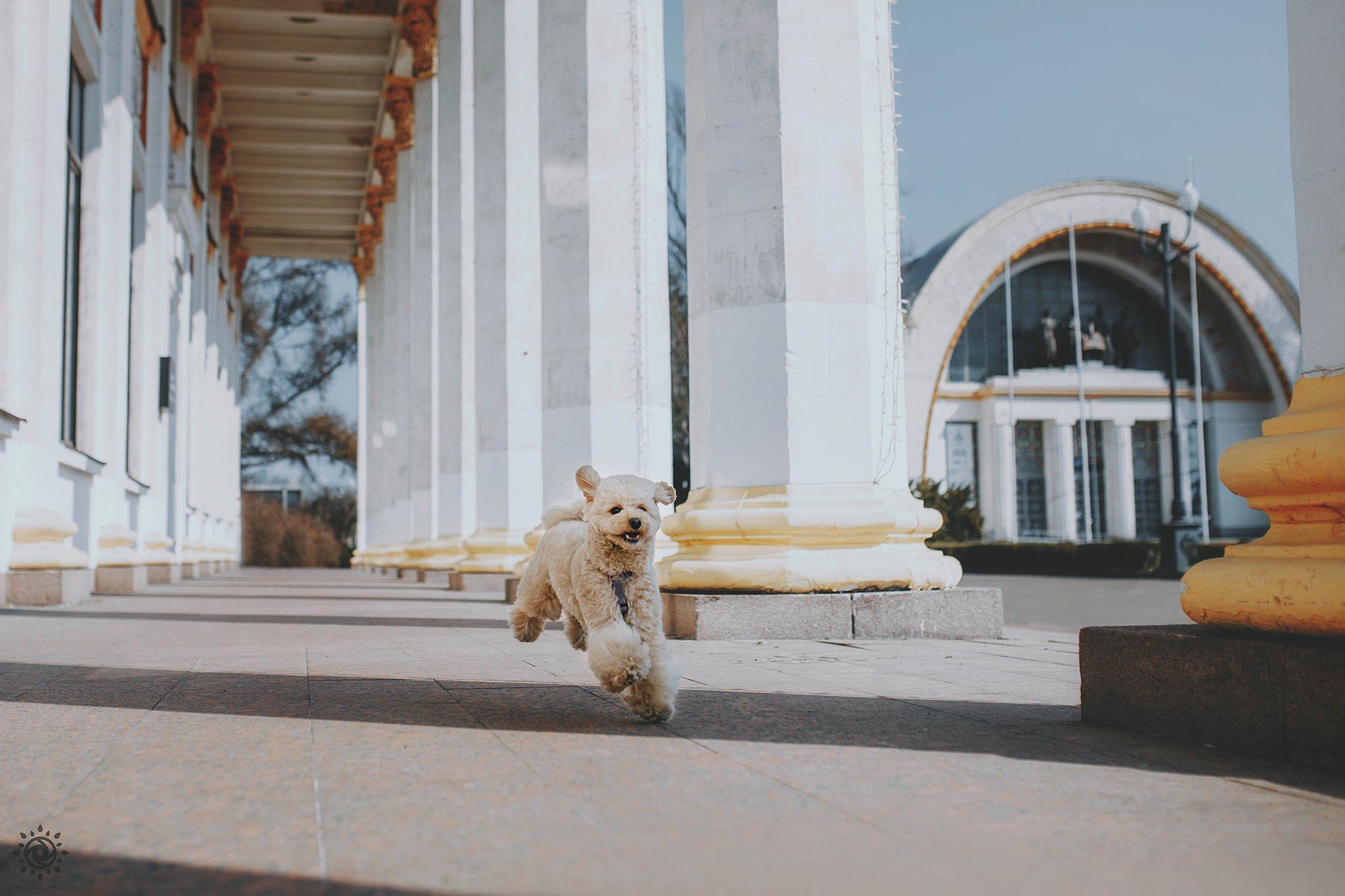 Родина Кіко та Нани. Фотограф-анімаліст Київ