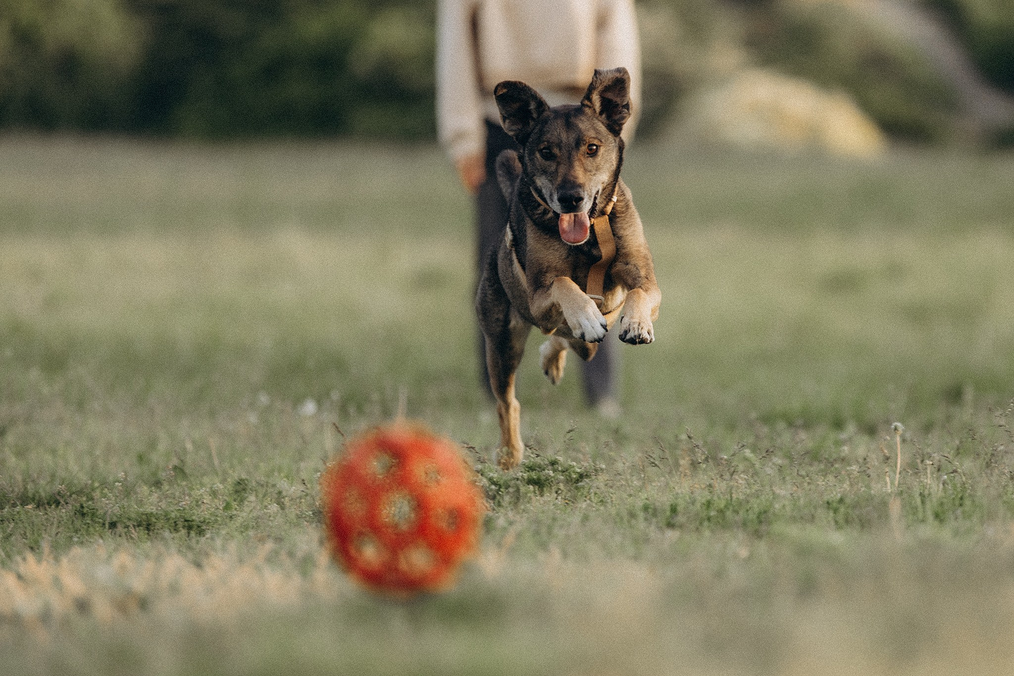 Фінік та Еля. Фотограф-анімаліст Київ