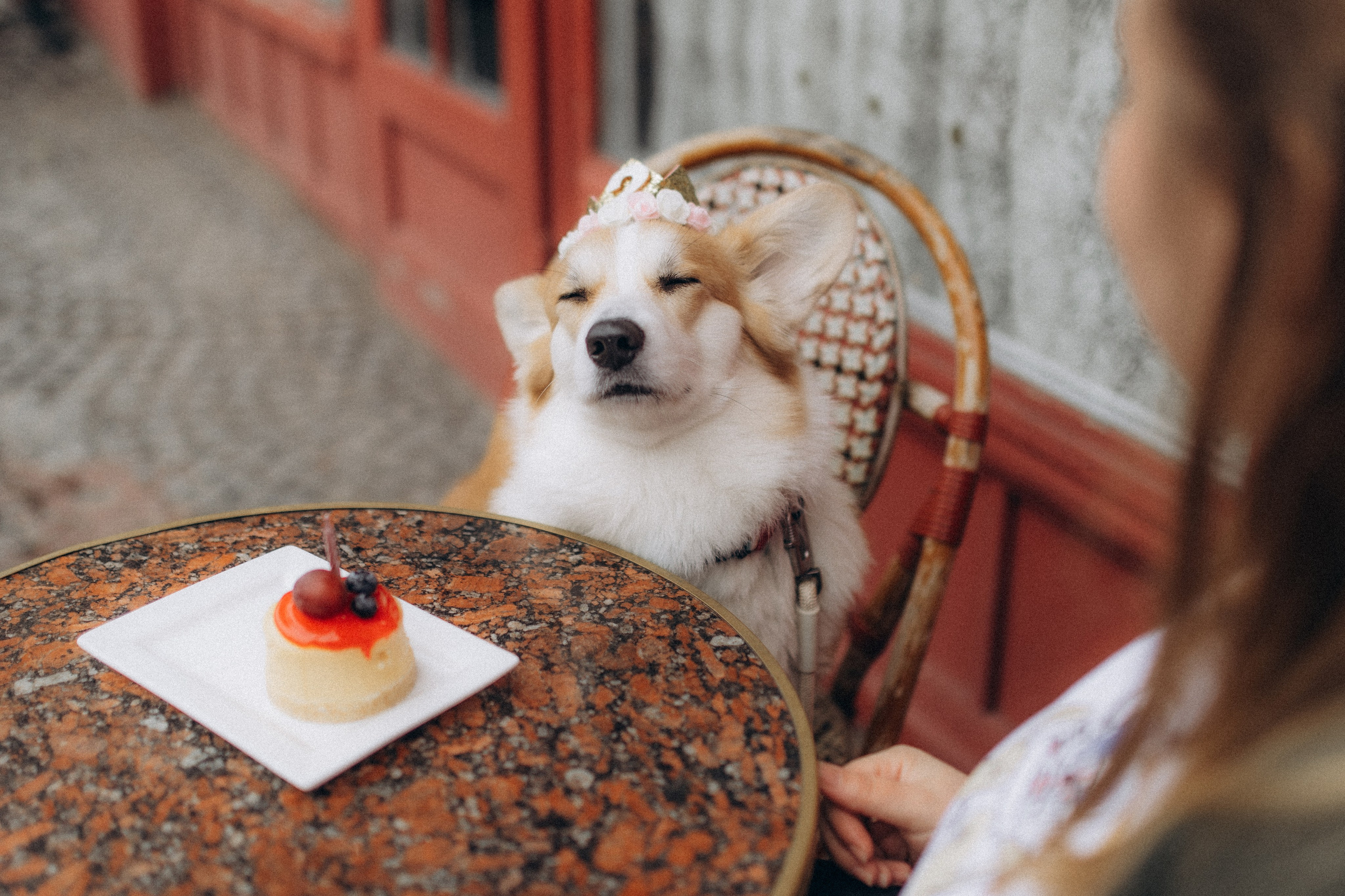 Карамелі 2 роки. Фотограф-анімаліст Київ