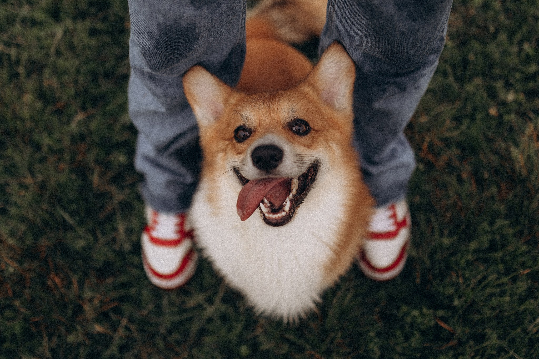 Руді та Ксюша. Фотограф-анімаліст Київ