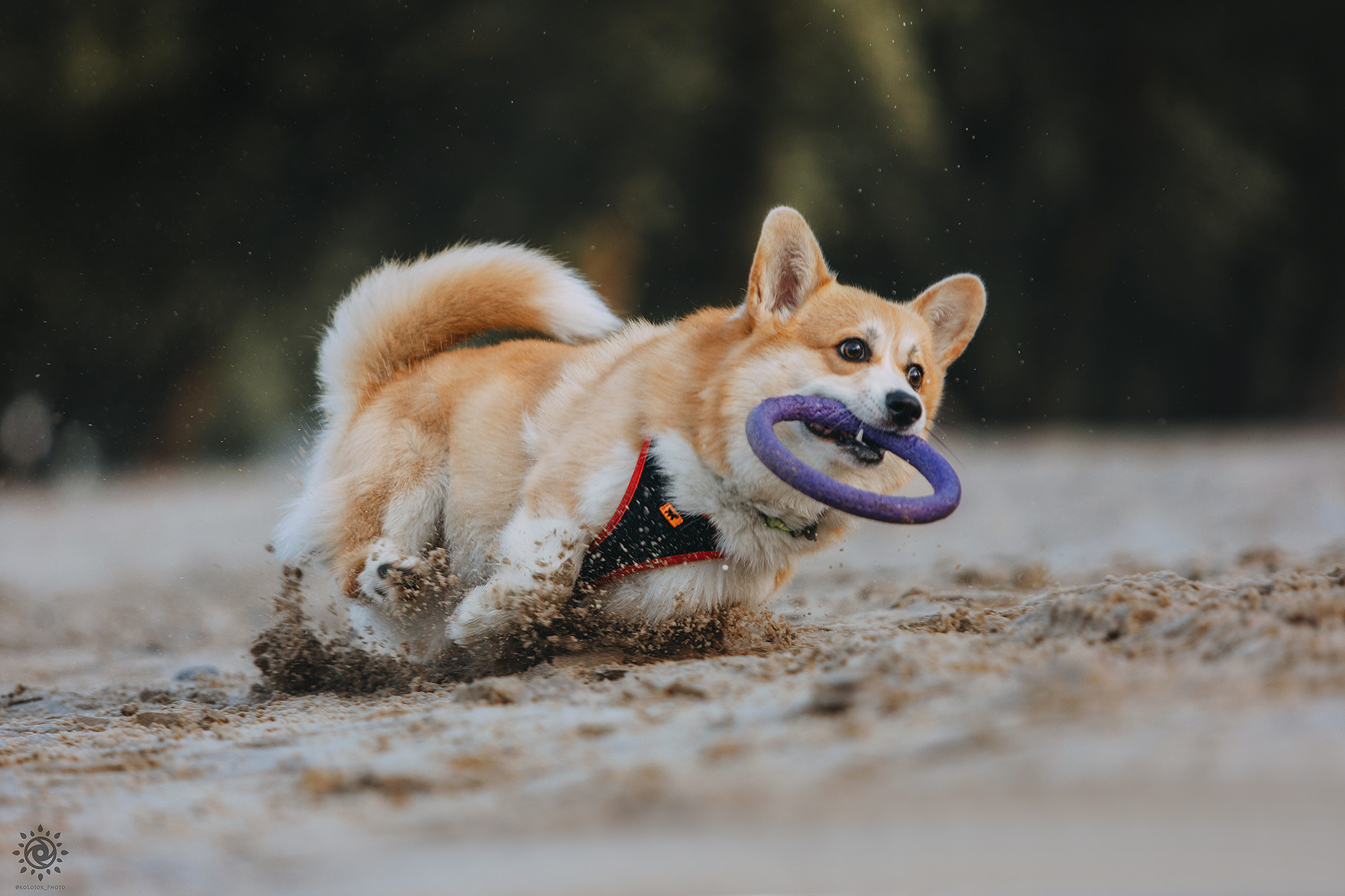 Родина Монті. Фотограф-анімаліст Київ