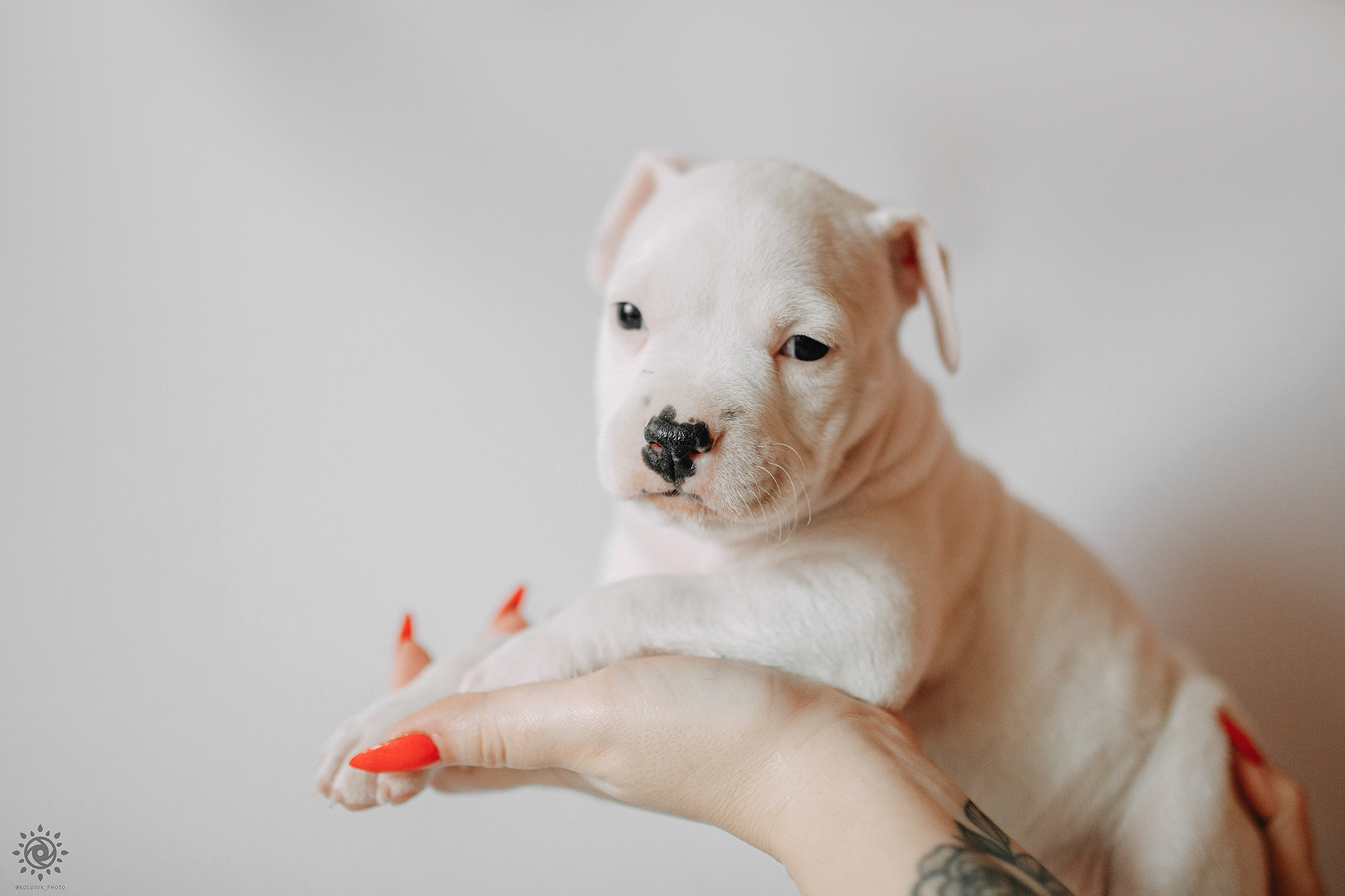 АСТ. Фотограф-анімаліст Київ