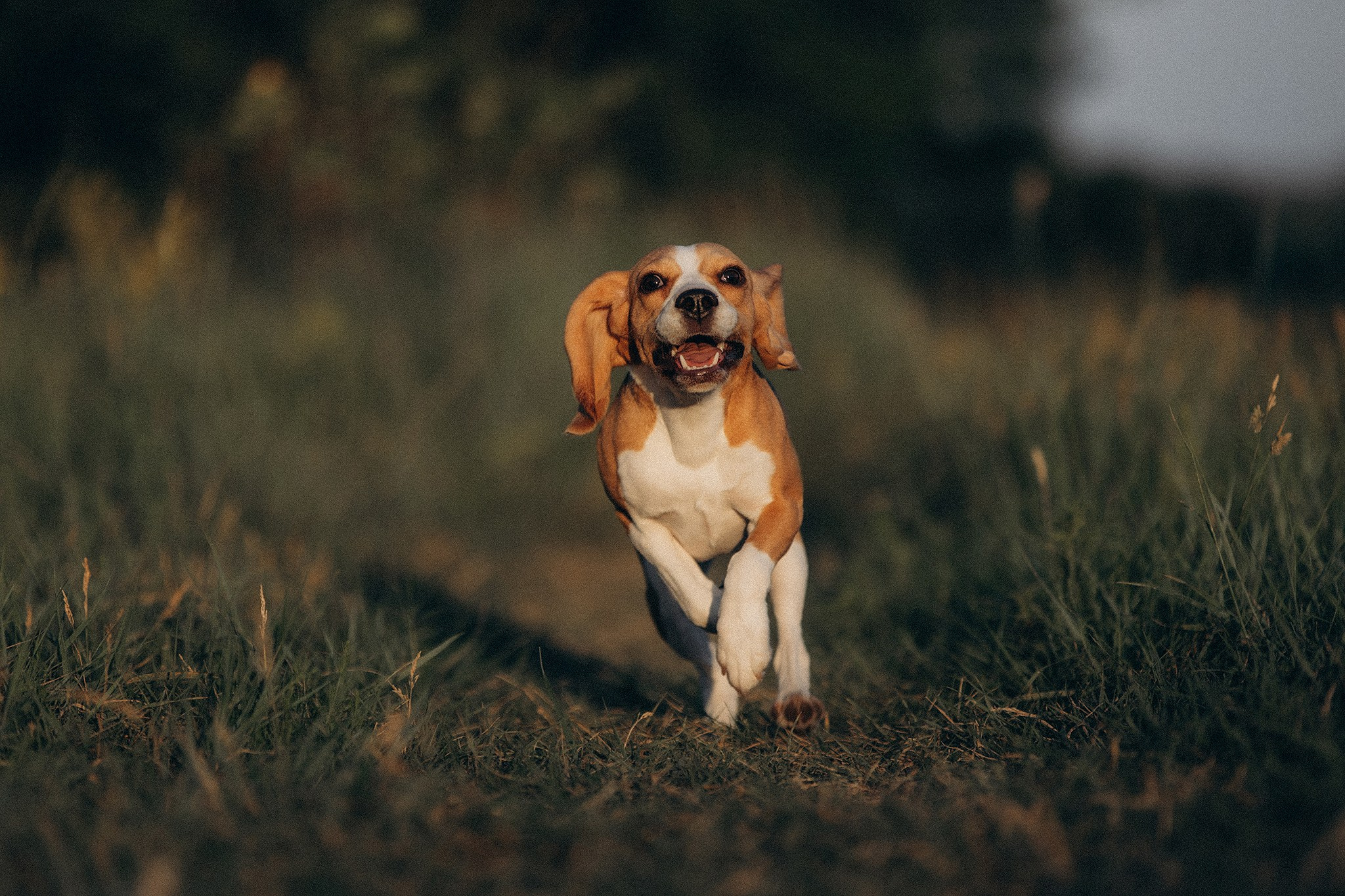 Родина Рей. Фотограф-анімаліст Київ